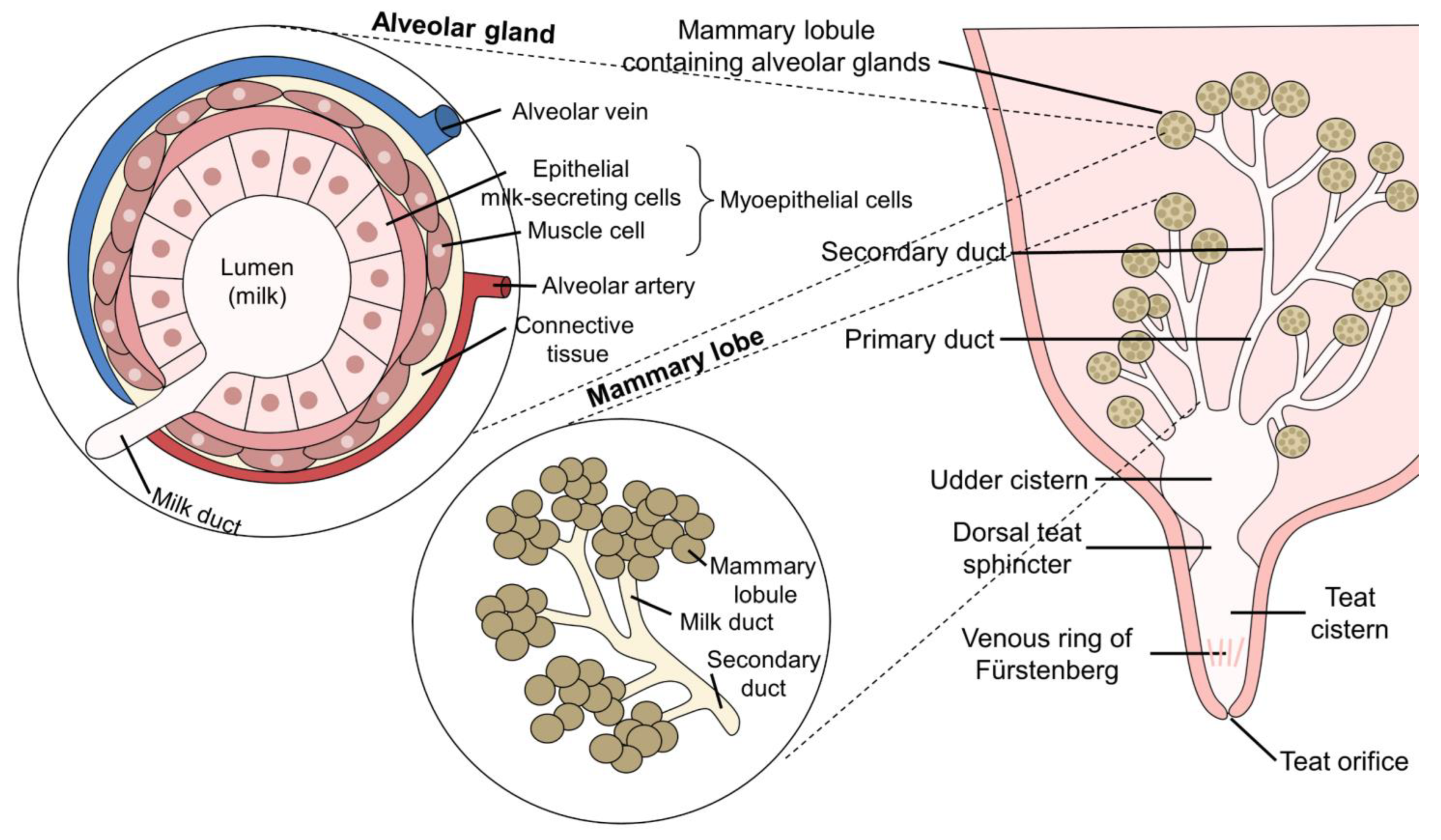 Animals 12 02649 g002