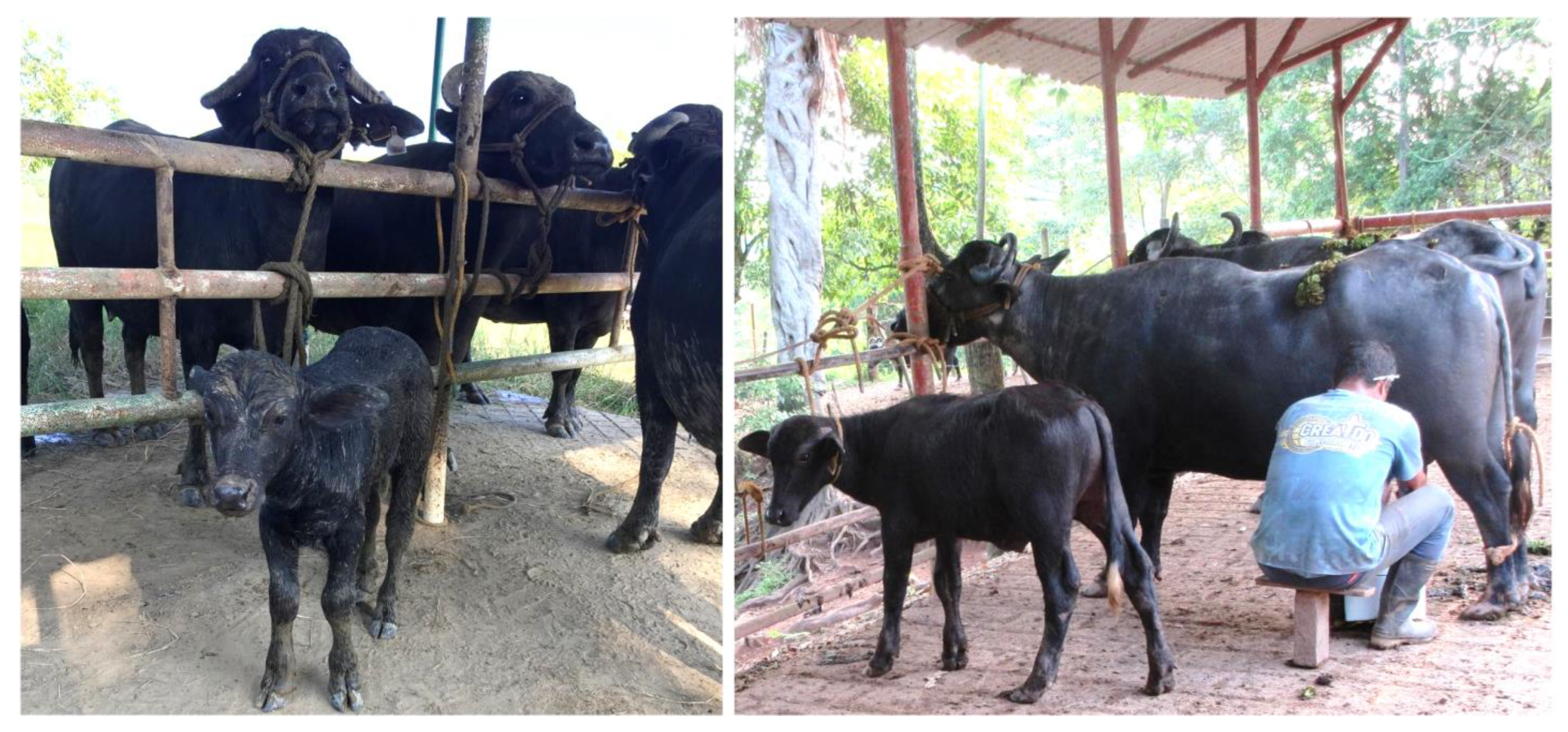 Animals 12 02649 g004