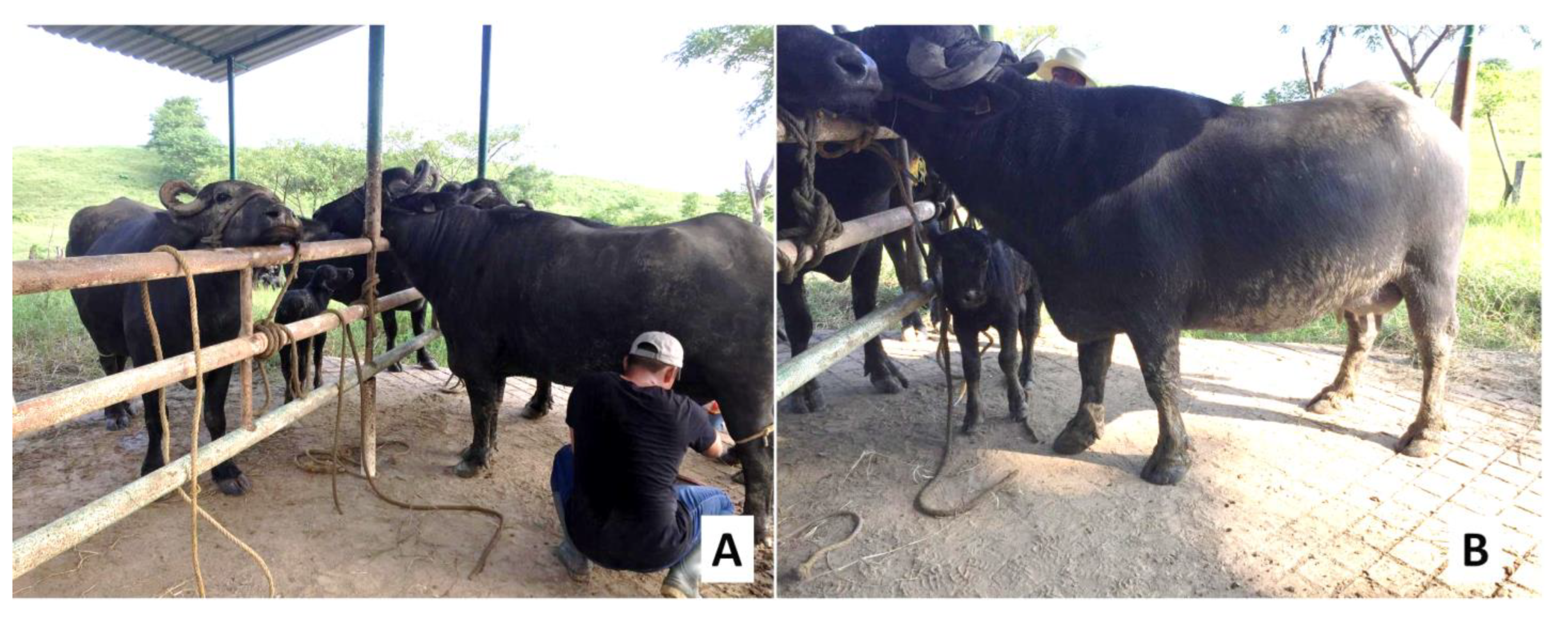 Animals 12 02649 g005