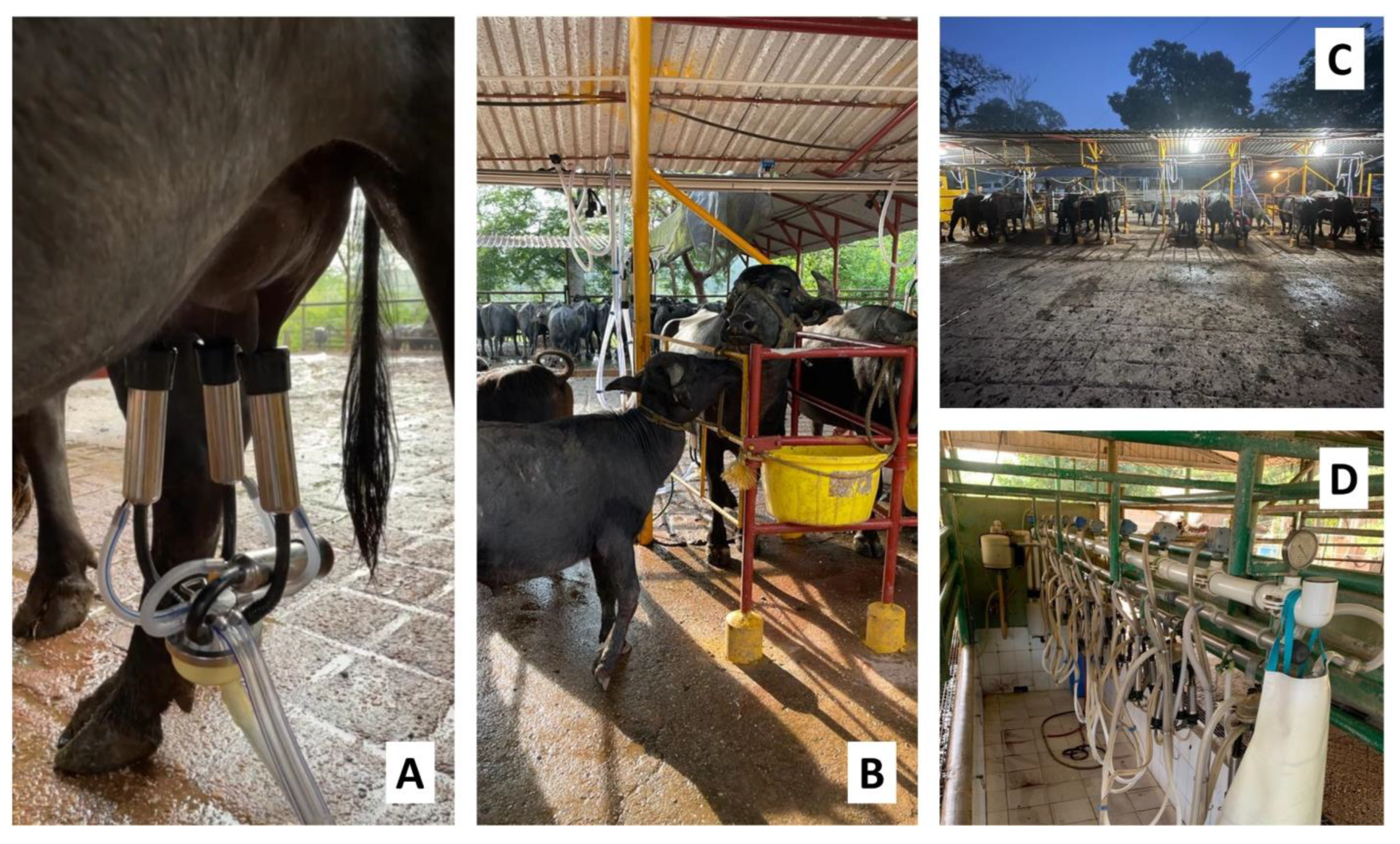 Animals 12 02649 g006