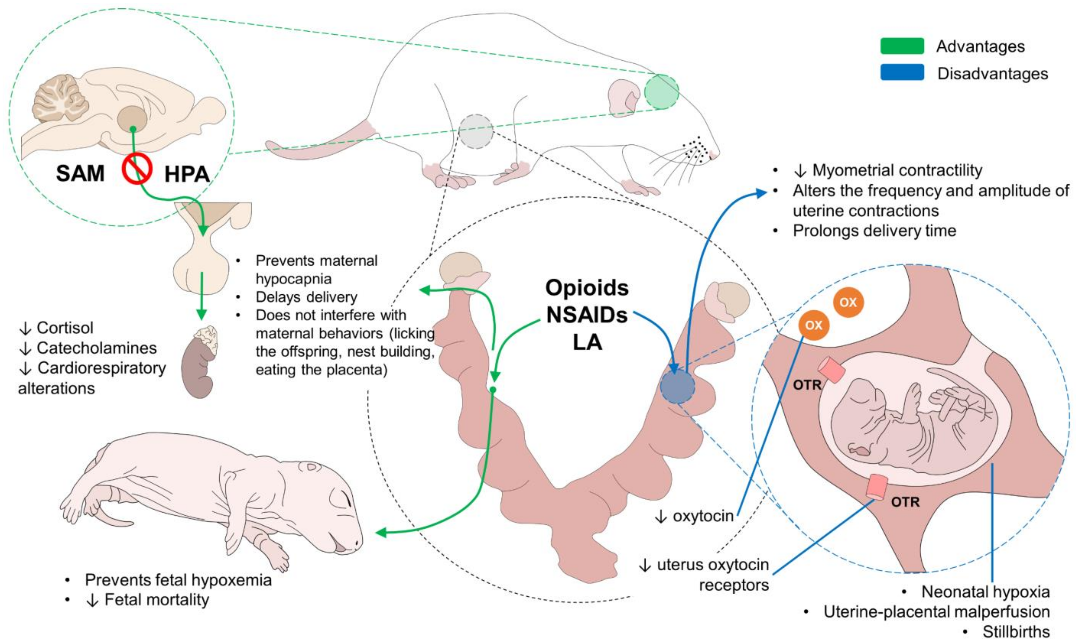 Extending postoperative opioid analgesia in dogs 2. Transdermal drug  administration - Murrell - 2014 - In Practice - Wiley Online Library