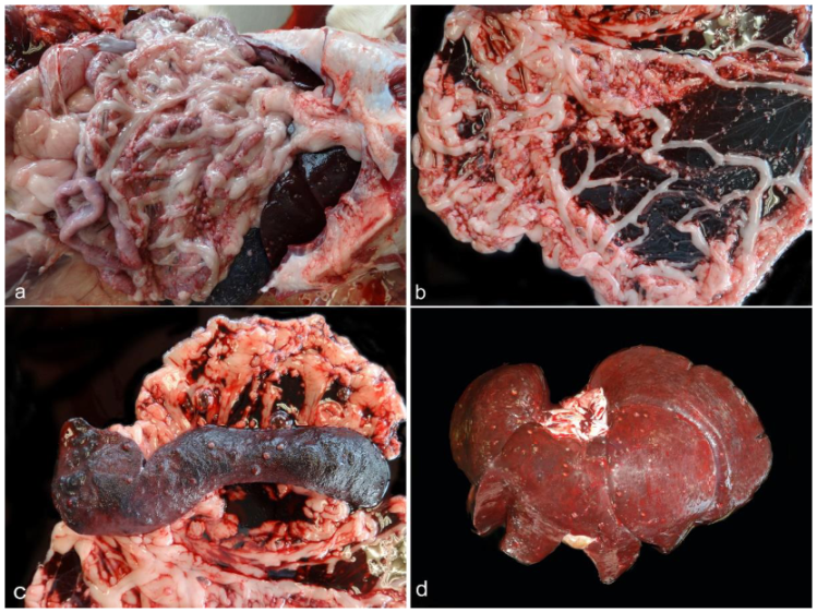 Animals 12 02784 g001 Animals 12 02784 g001