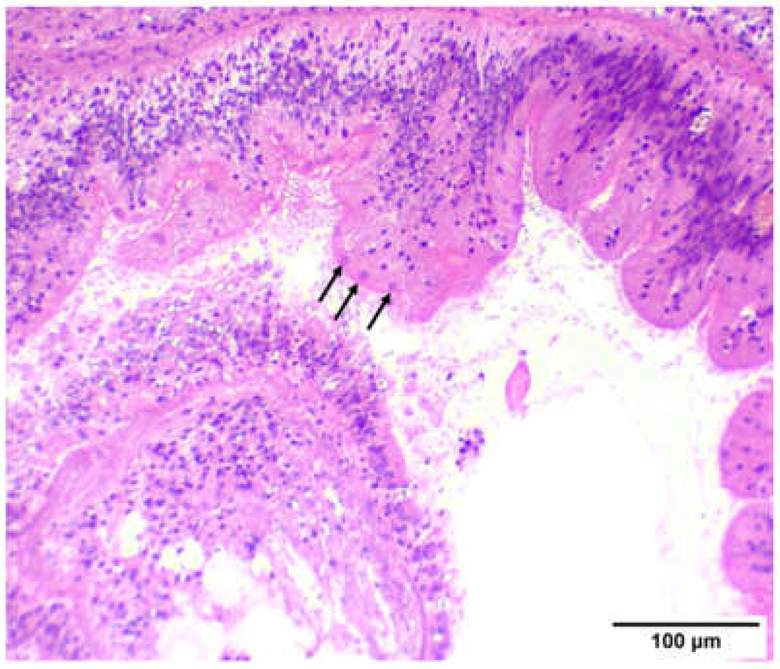 Animals 12 02805 g005