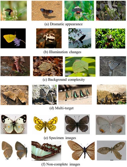 Animals | Free Full-Text | Fine-Grained Butterfly Recognition via