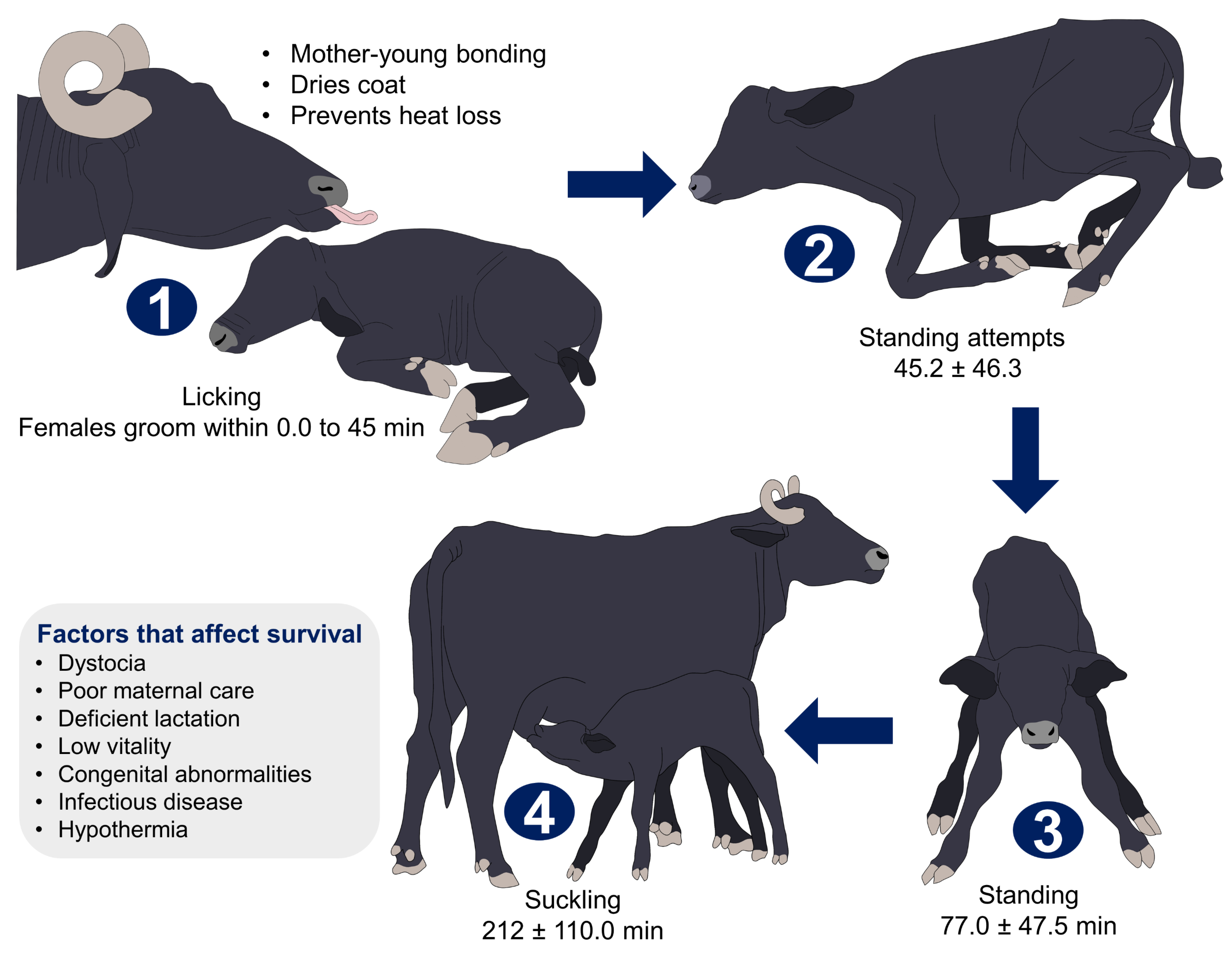 Animals 12 02899 g004 Animals 12 02899 g004
