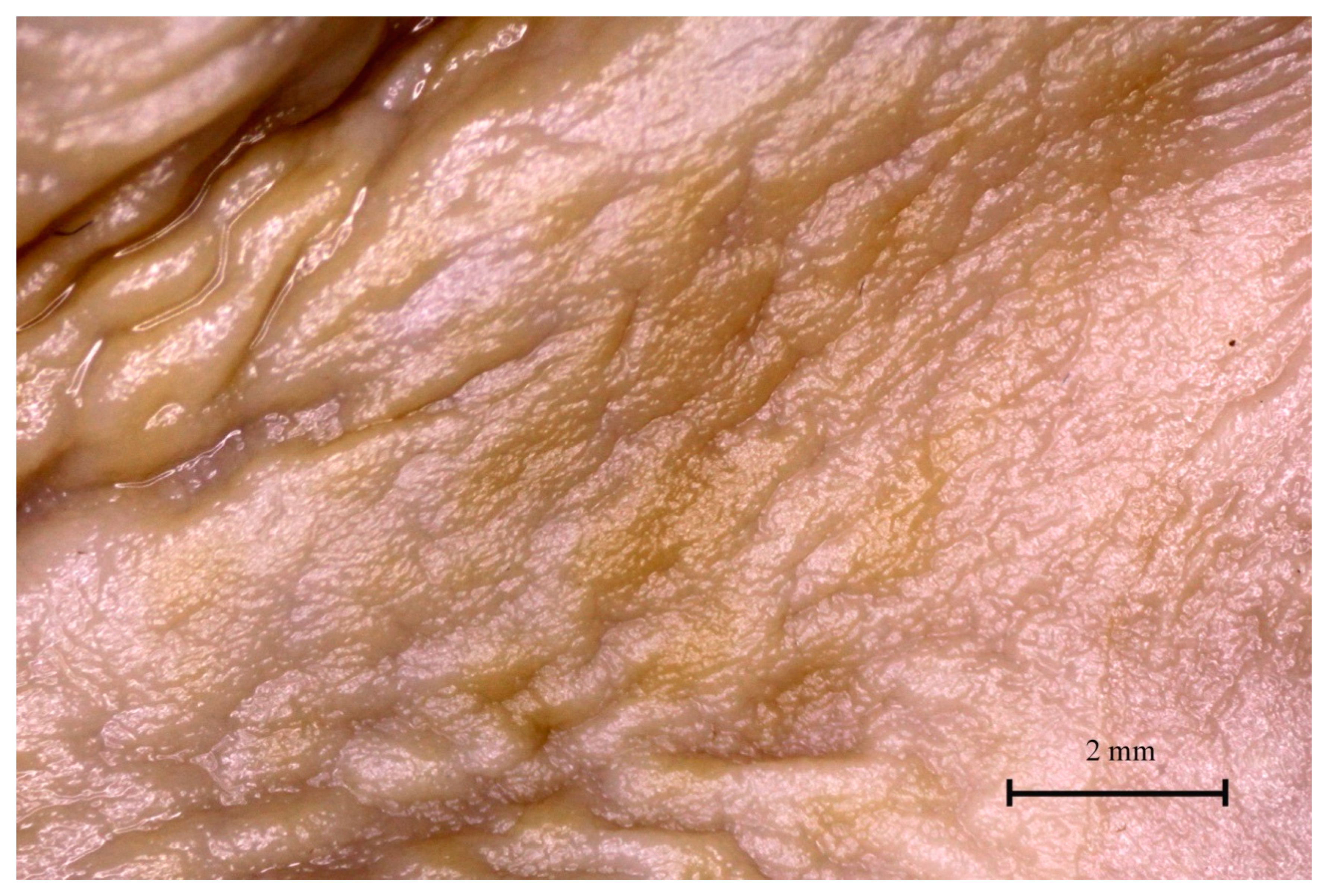 Animals 12 02966 g012 Animals 12 02966 g012