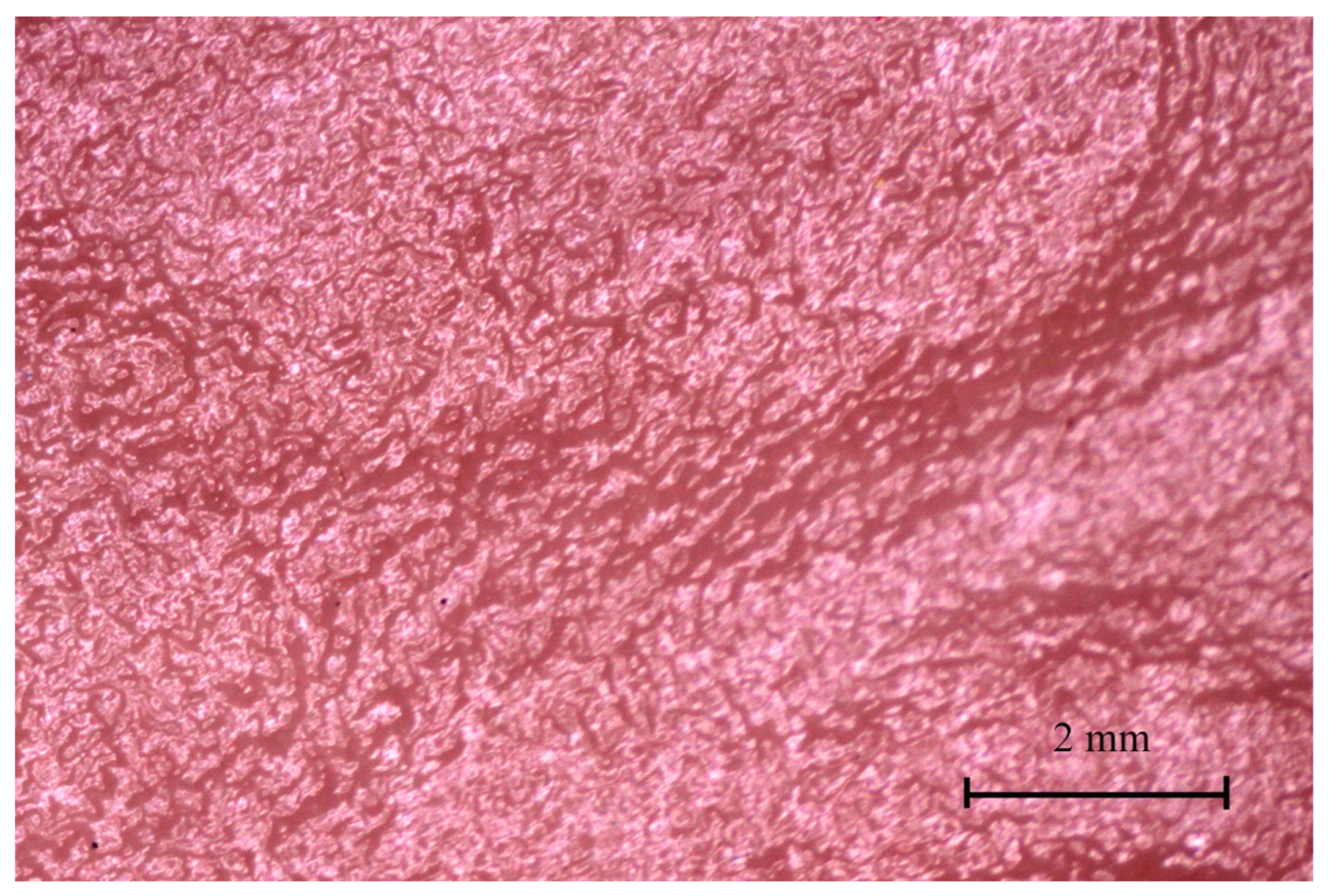 Animals 12 02966 g015 Animals 12 02966 g015