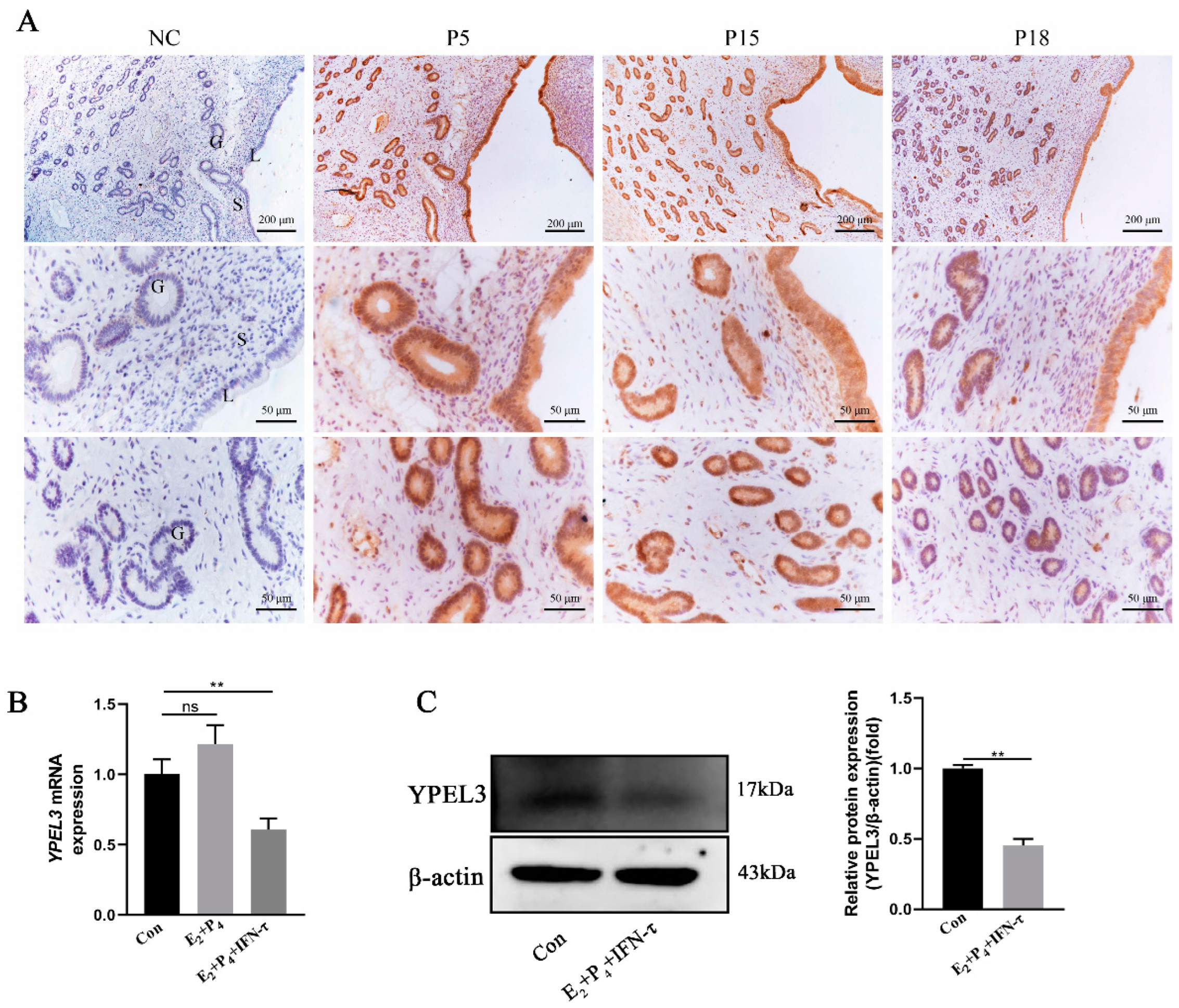 Animals 12 02973 g001 Animals 12 02973 g001