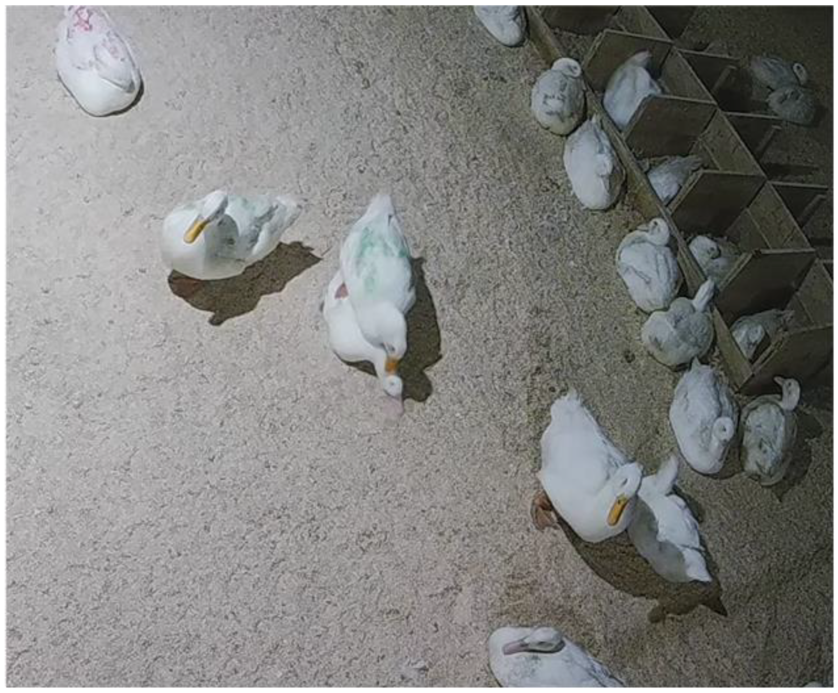 Animals 12 02979 g001 Animals 12 02979 g001