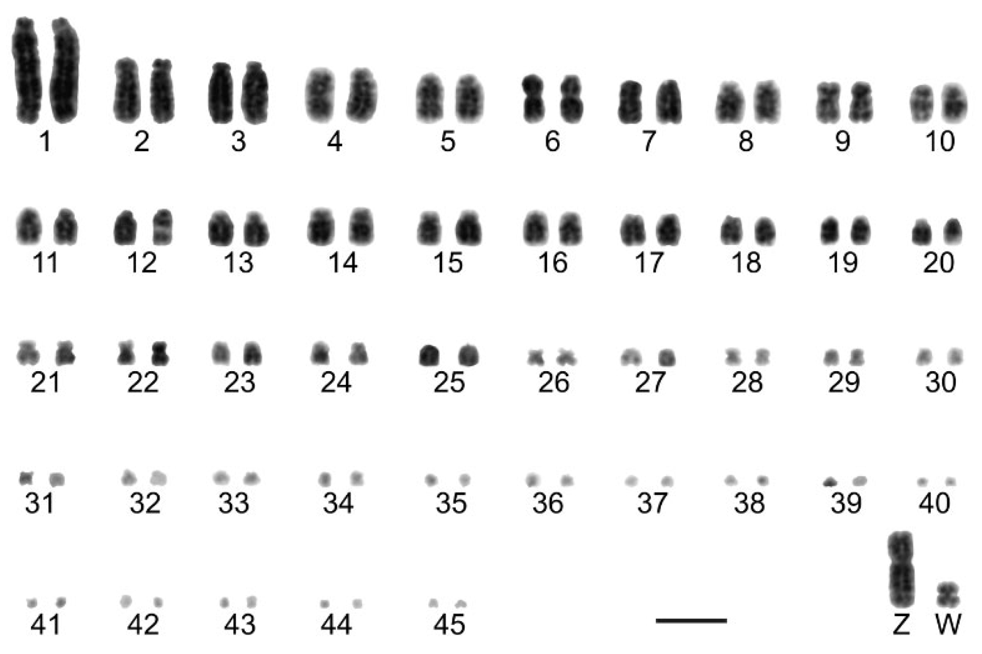 Animals | Free Full-Text | Microchromosome BAC-FISH Reveals