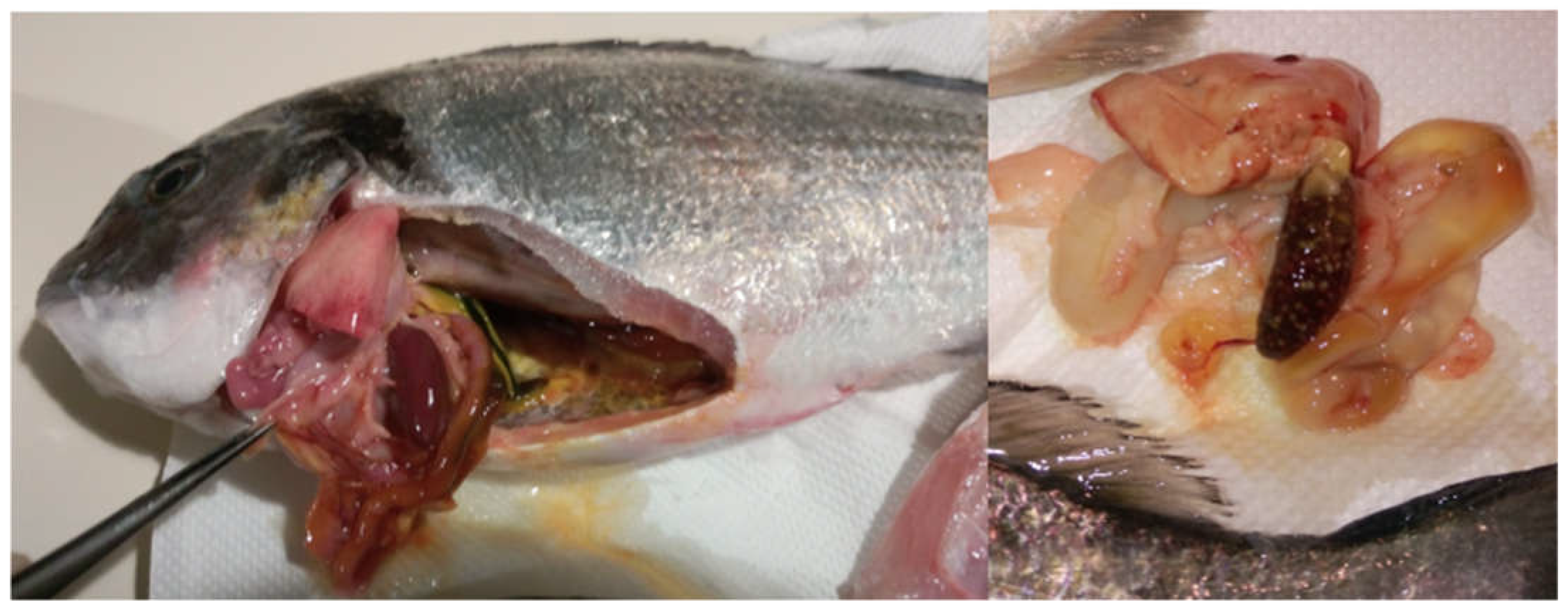 Animals 12 03133 g002