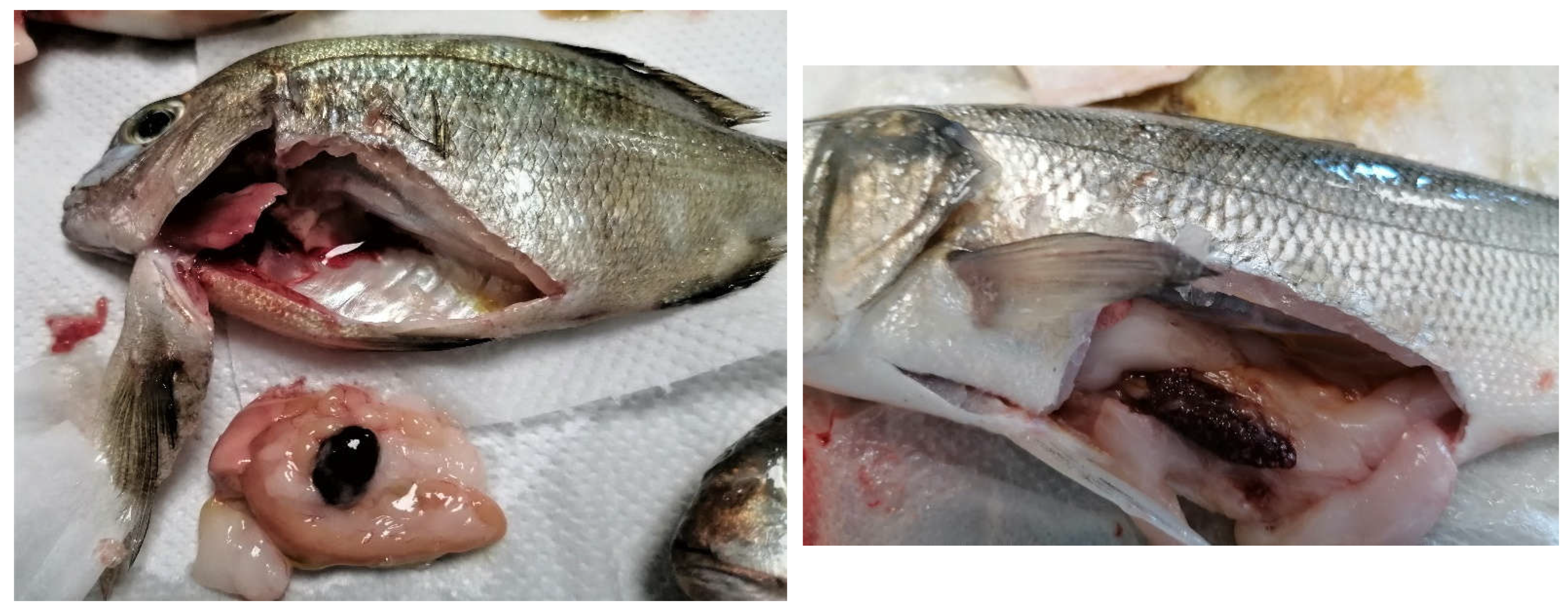 Animals 12 03133 g003