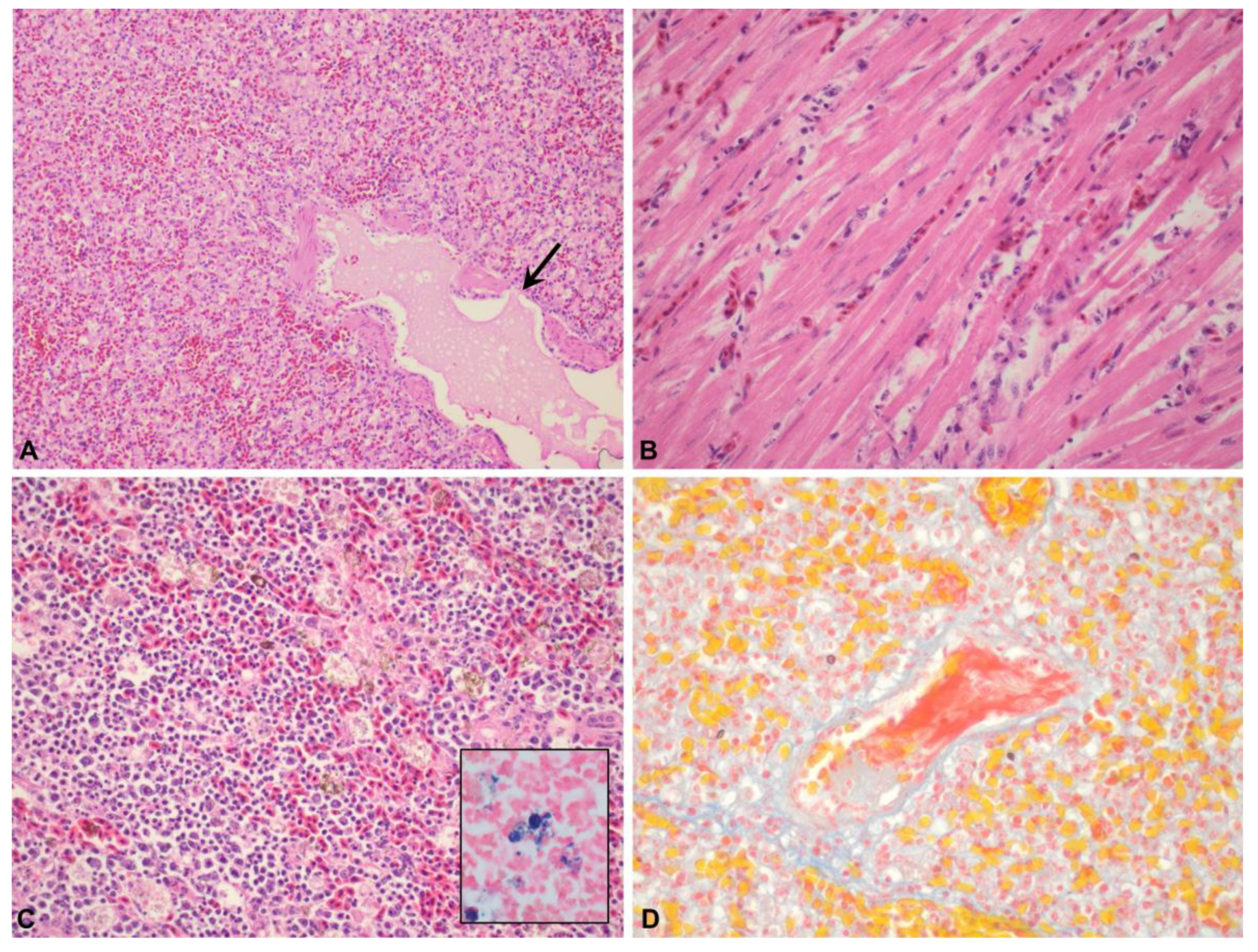 Animals 12 03376 g002