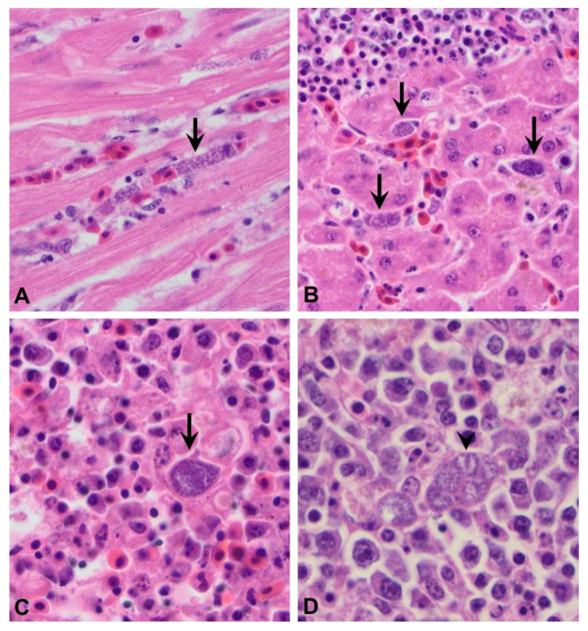 Animals 12 03376 g003