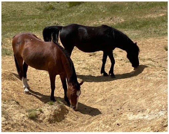 Animals | Free Full-Text | Review of the Foundational Knowledge Required  for Assessing Horse Welfare