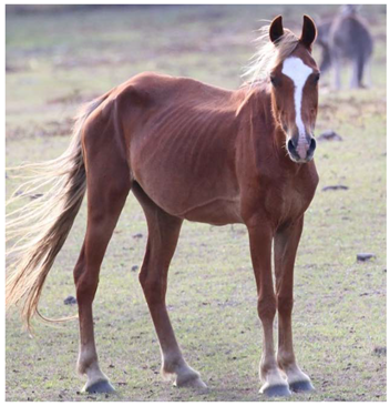 Animals 12 03385 i002 Animals 12 03385 i002