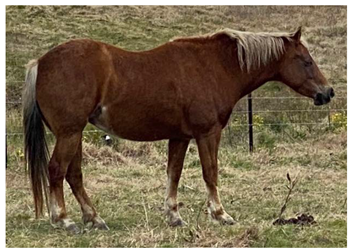 Animals 12 03385 i009 Animals 12 03385 i009