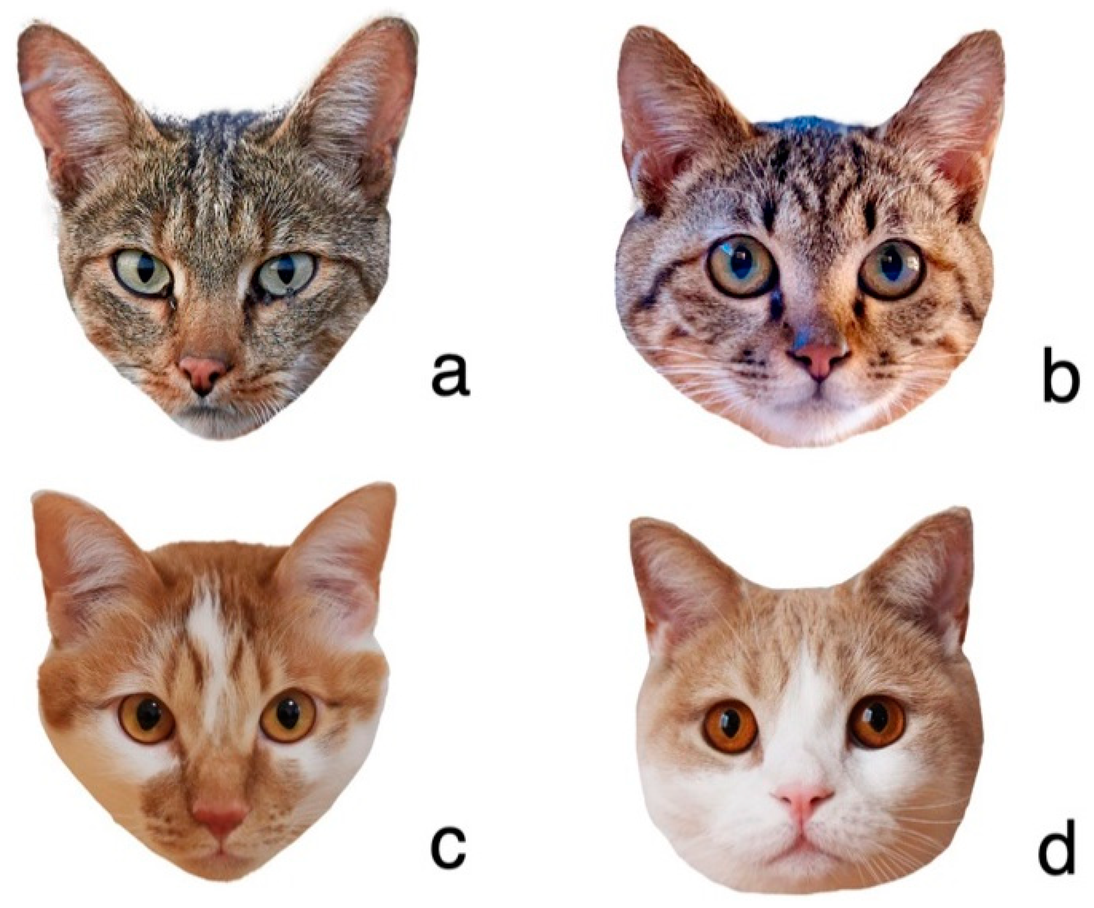 Animals | Free Full-Text | Changes in Cat Facial Morphology Are Related to  Interaction with Humans