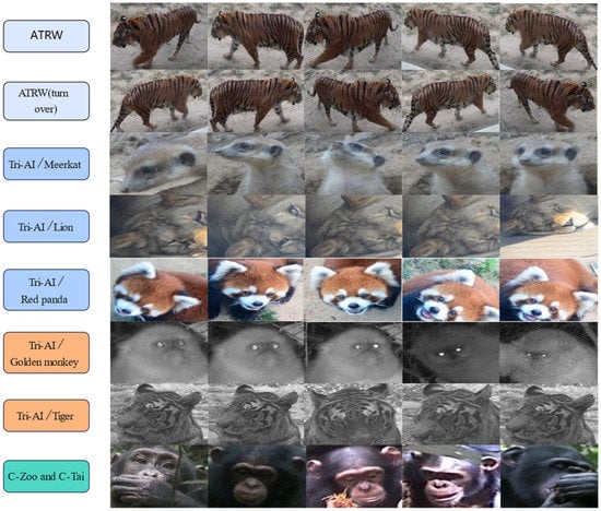 Animals Go Wild: The Urban-Animal Interface