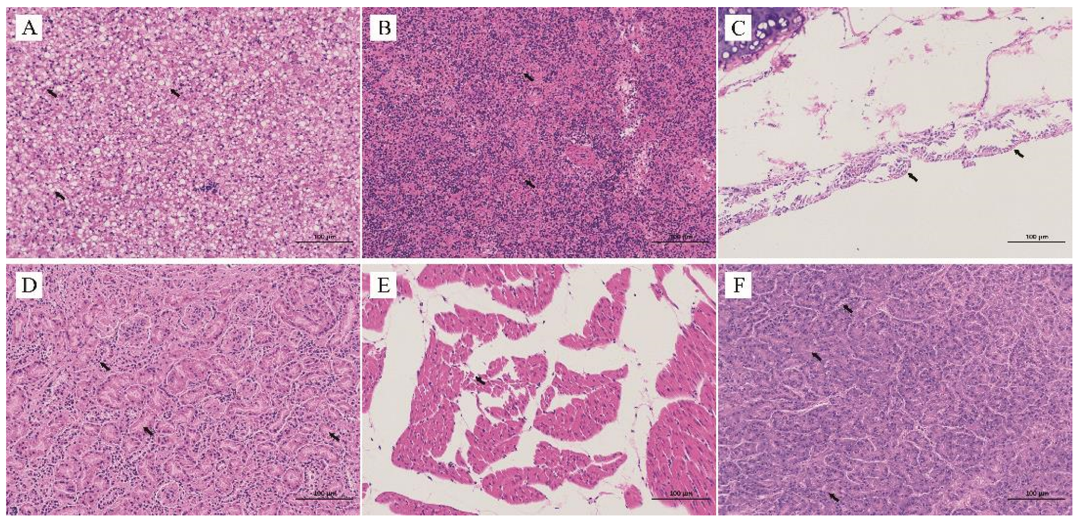 Animals 12 03523 g002