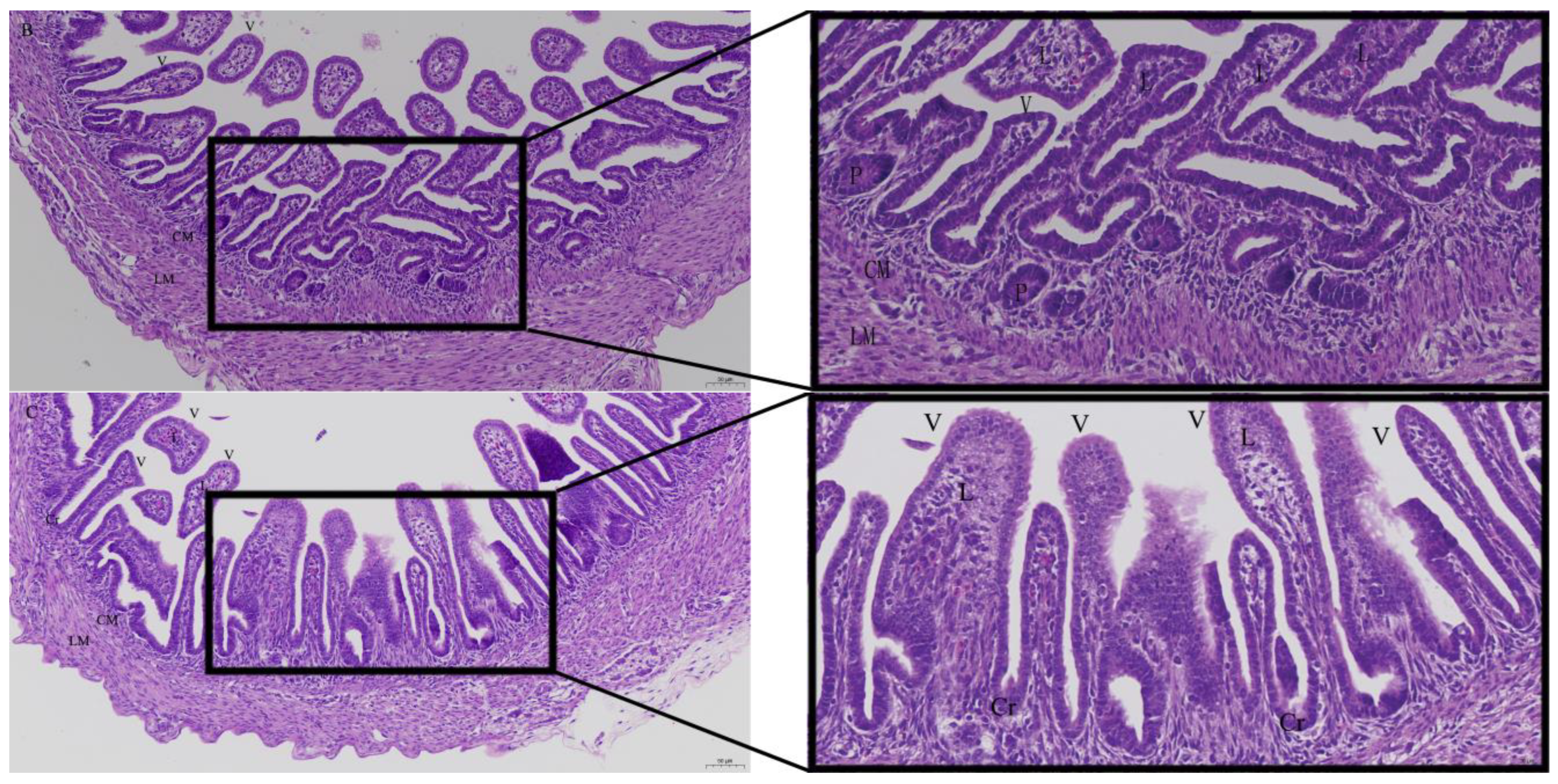 Animals 12 03524 g003b Animals 12 03524 g003b