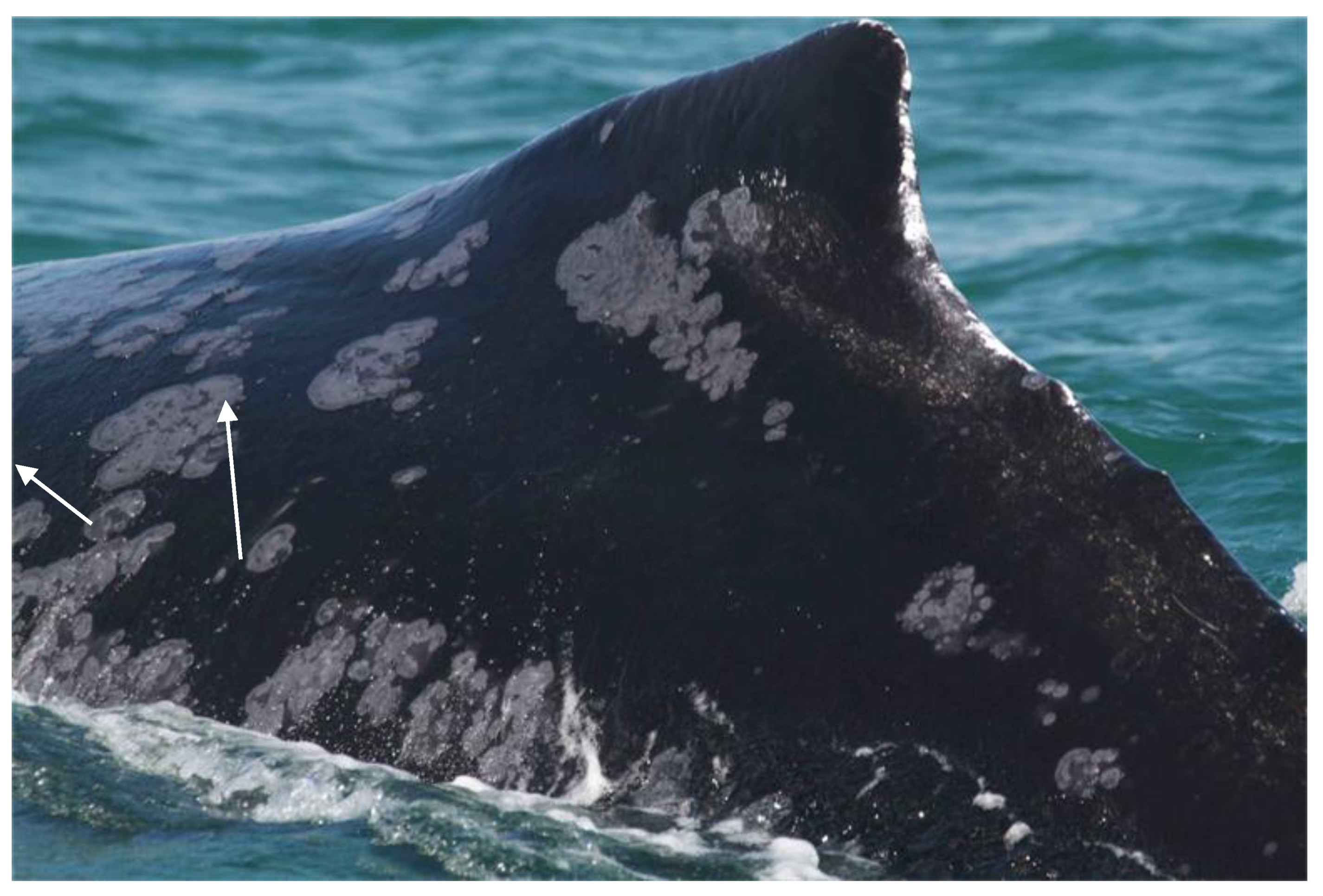 Animals 12 03581 g004