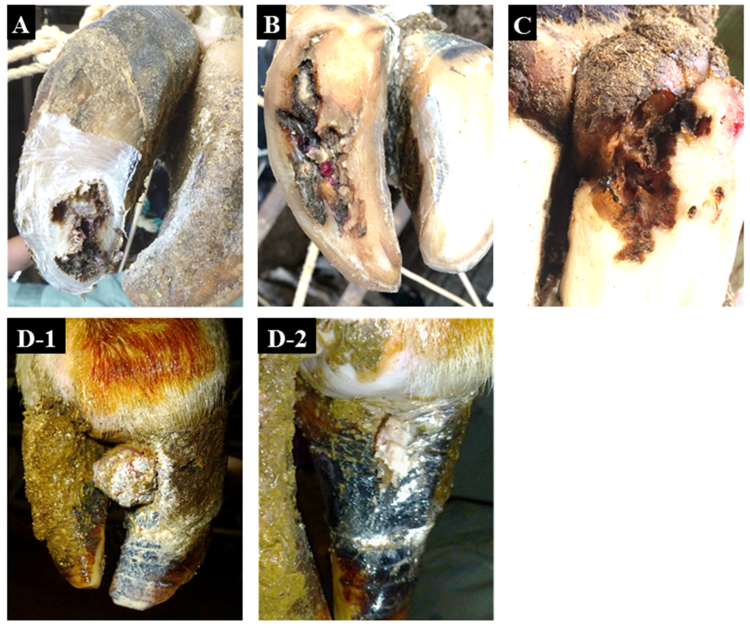 Animals 12 03584 g001 Animals 12 03584 g001