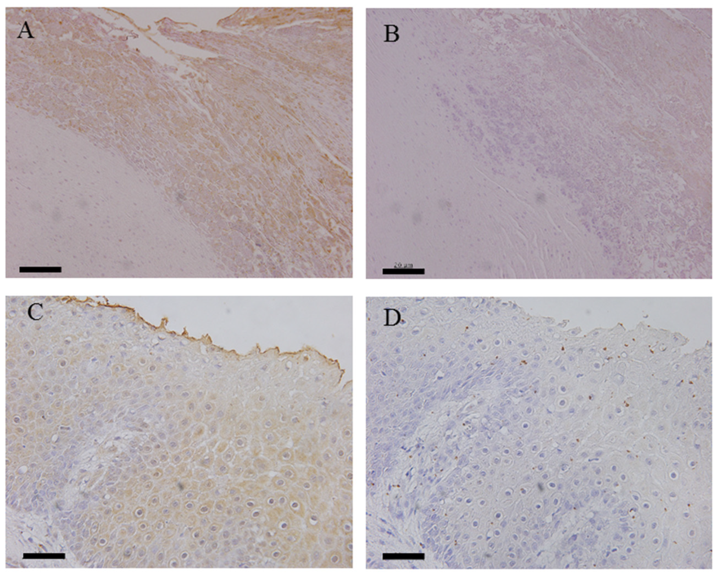 Animals 12 03584 g003 Animals 12 03584 g003