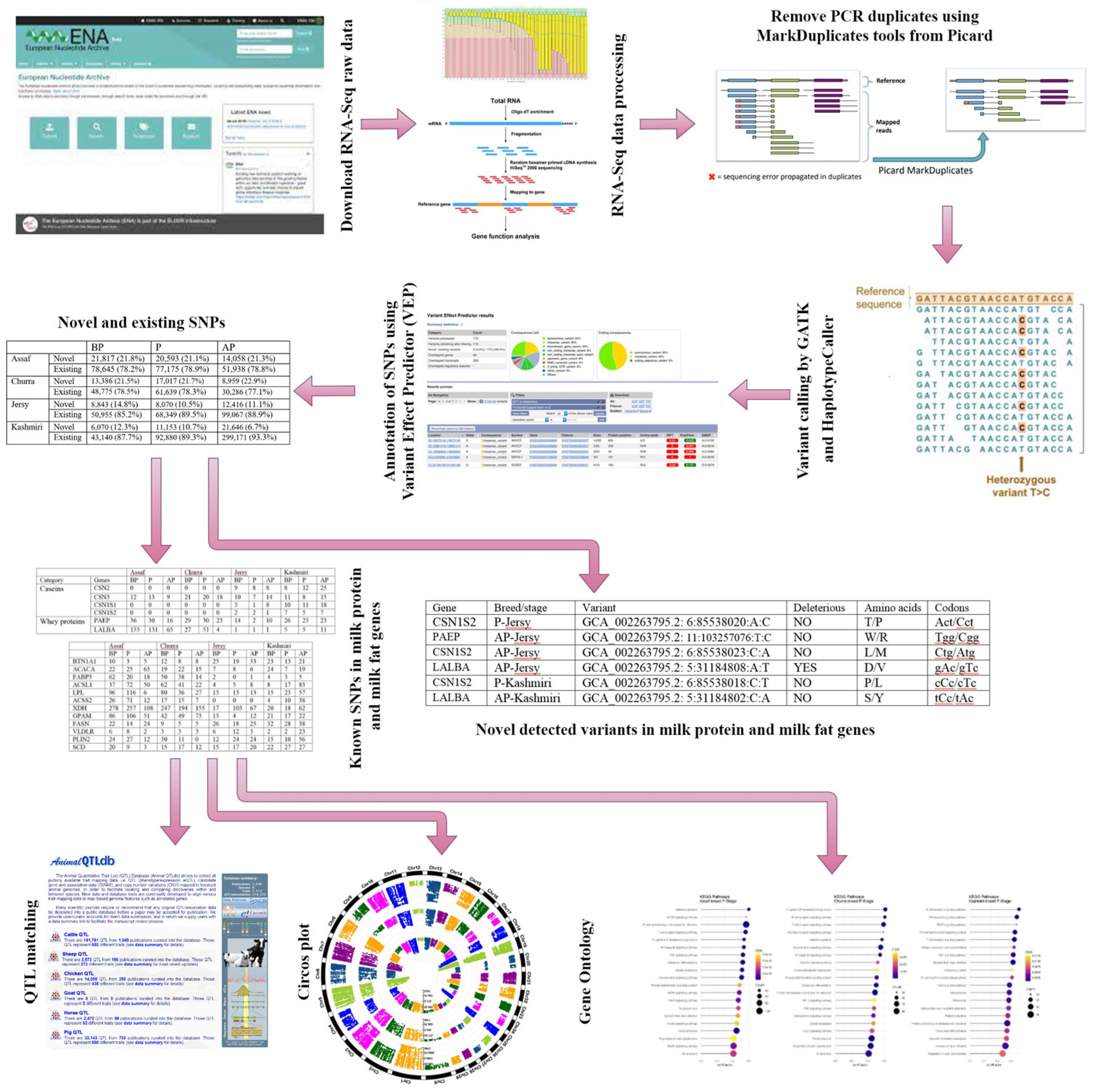 Animals | Free Full-Text | Intra- and Interspecies RNA-Seq Based