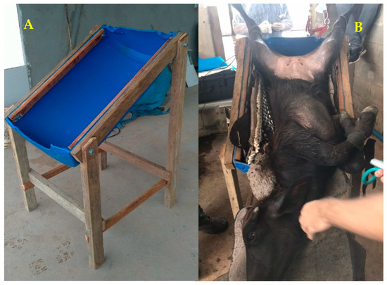 Animals | Free Full-Text | Surgical Description of Laparoscopic Ovum  Pick-Up in Buffalo Calves