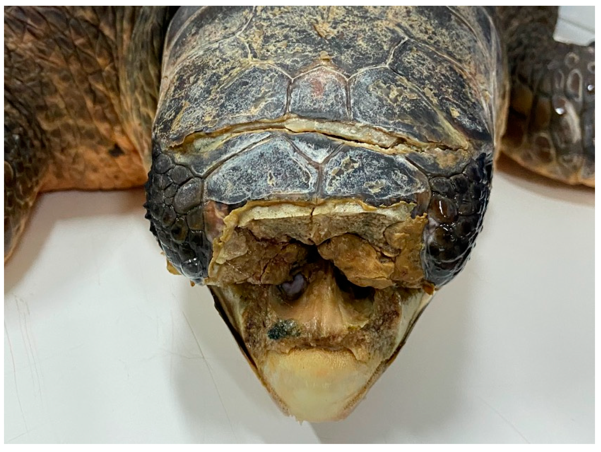 Shell injuries in tortoises - Veterinary Practice