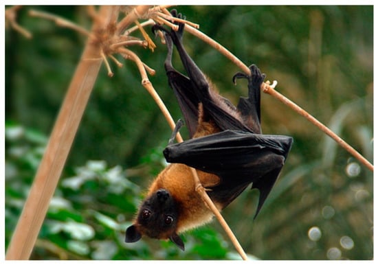 40% Bat Species in Asia Still Unidentified, May Host New Viruses