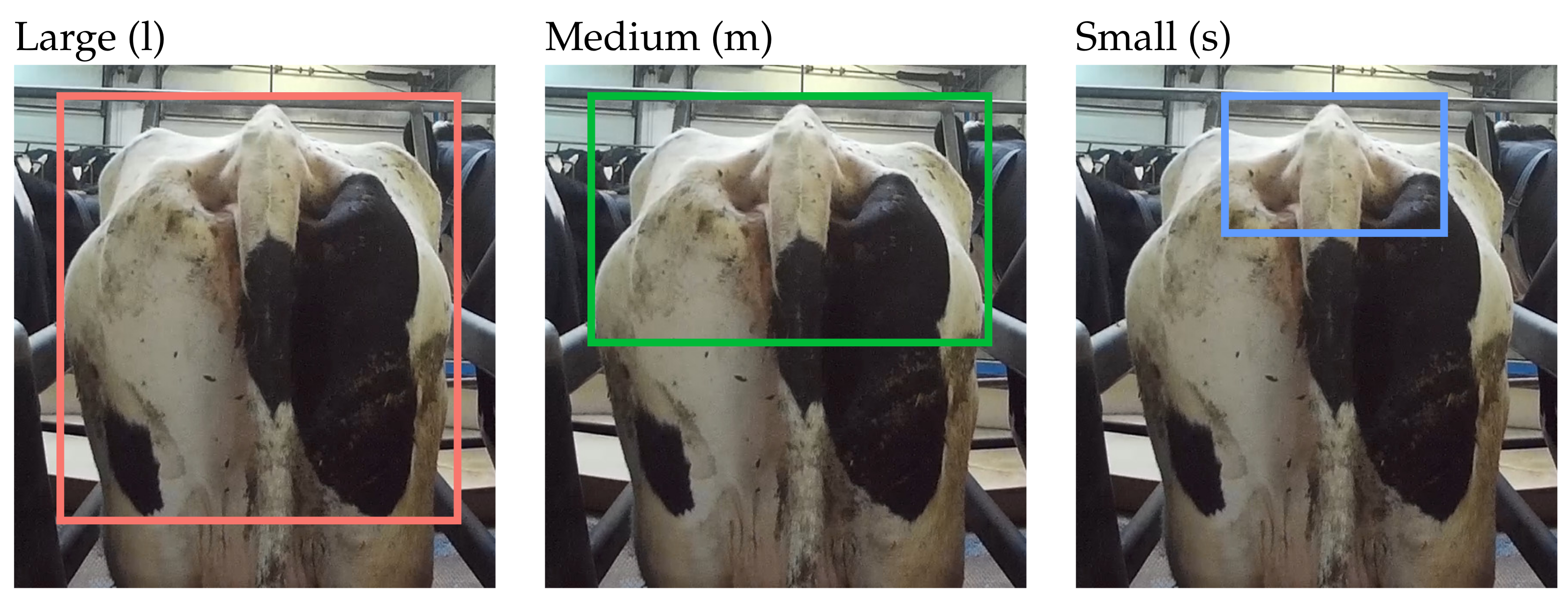 Animals | Free Full-Text | Impact Evaluation of Score Classes and  Annotation Regions in Deep Learning-Based Dairy Cow Body Condition  Prediction