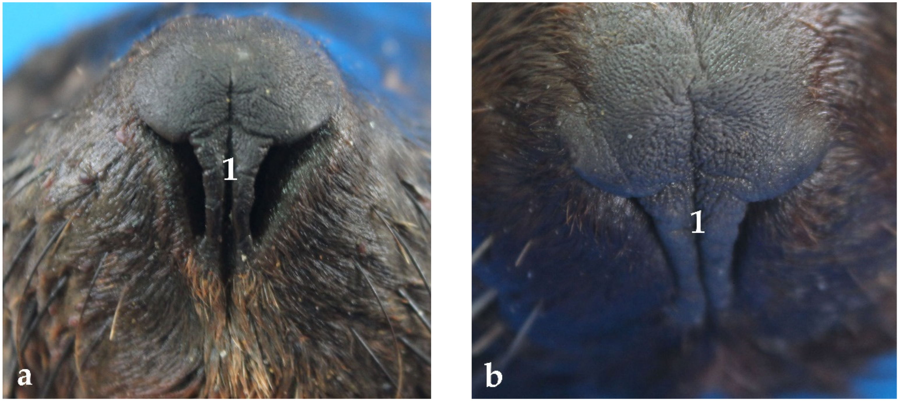 Respiratory System - The North American River Otter Resource