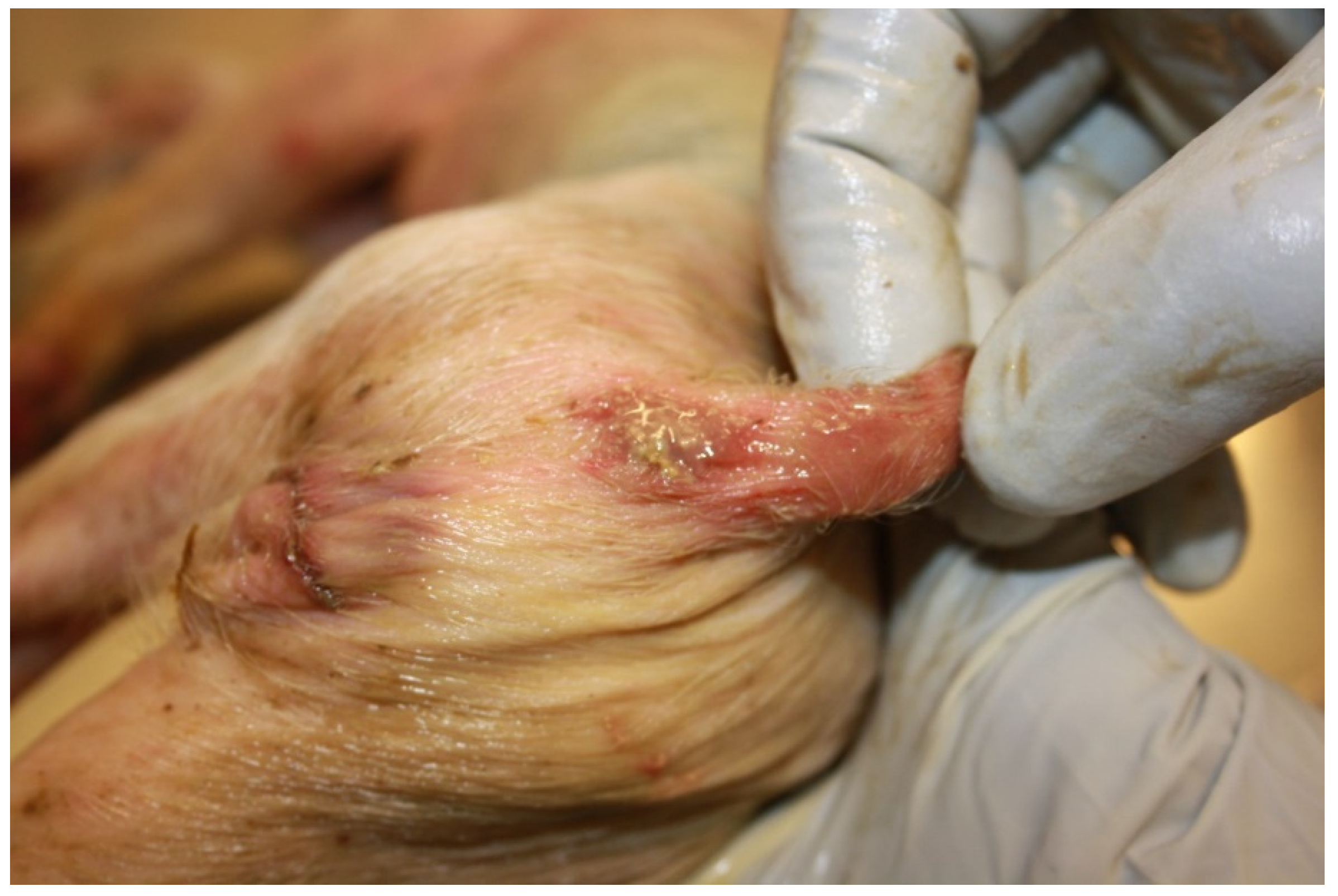 Animals 13 00338 g005