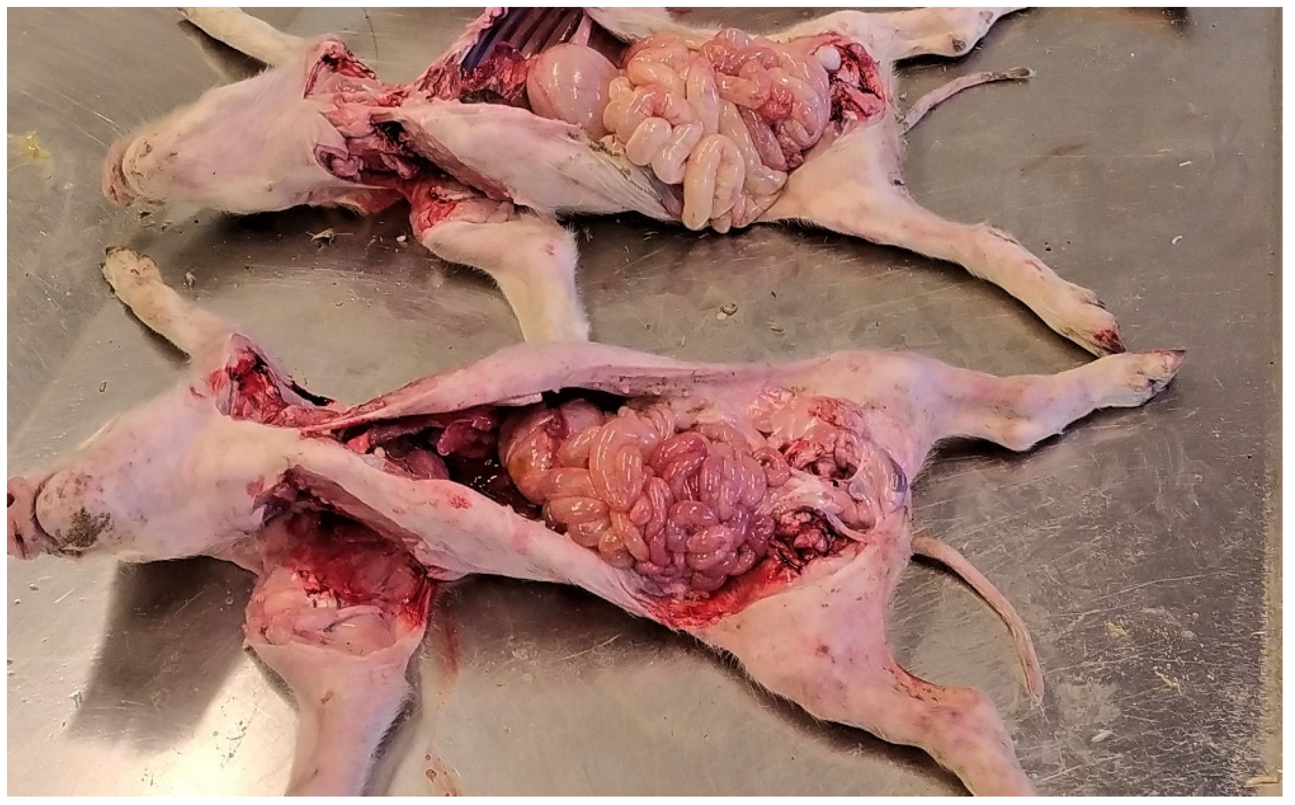 Animals 13 00338 g007