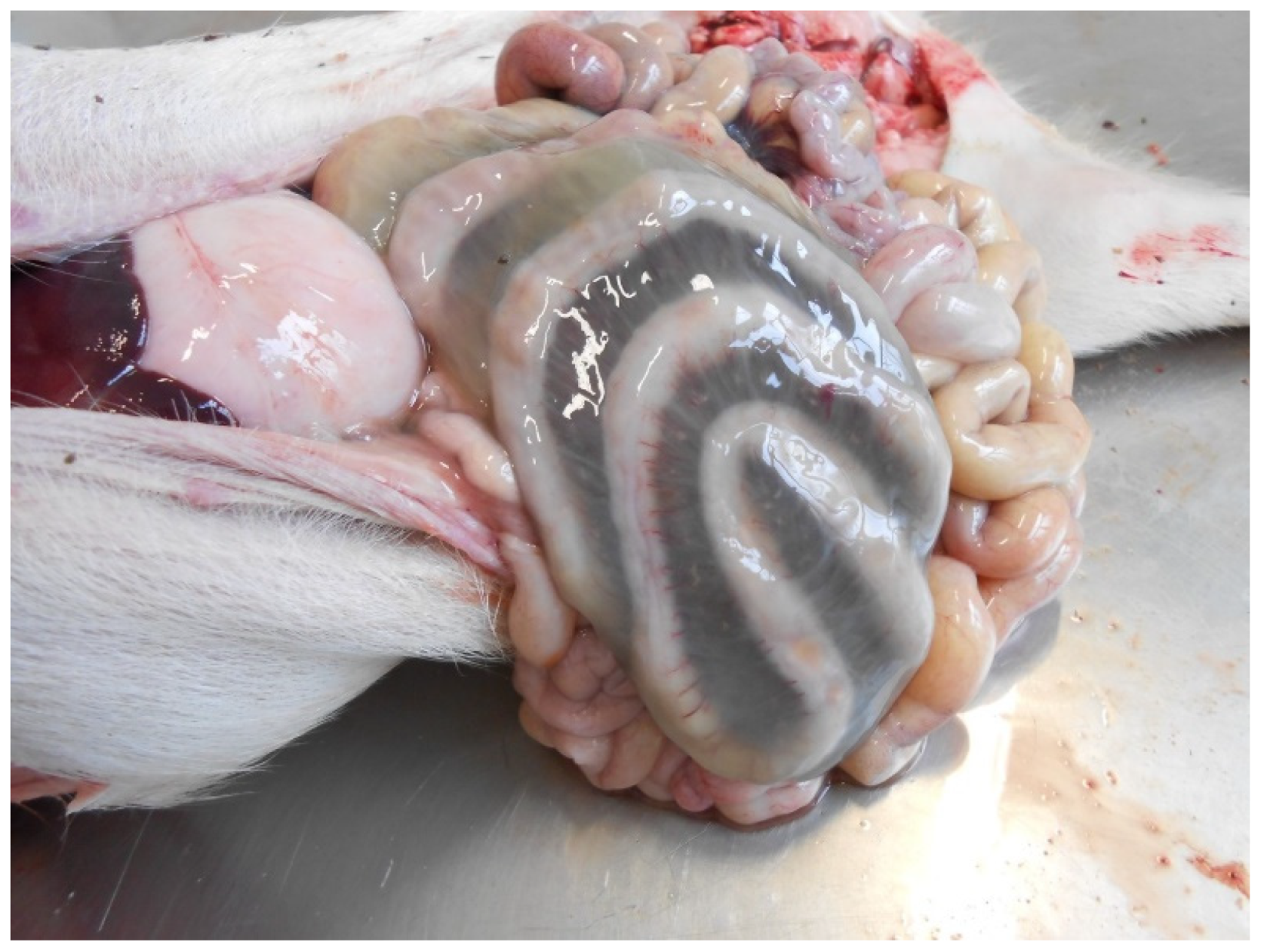 Animals 13 00338 g013