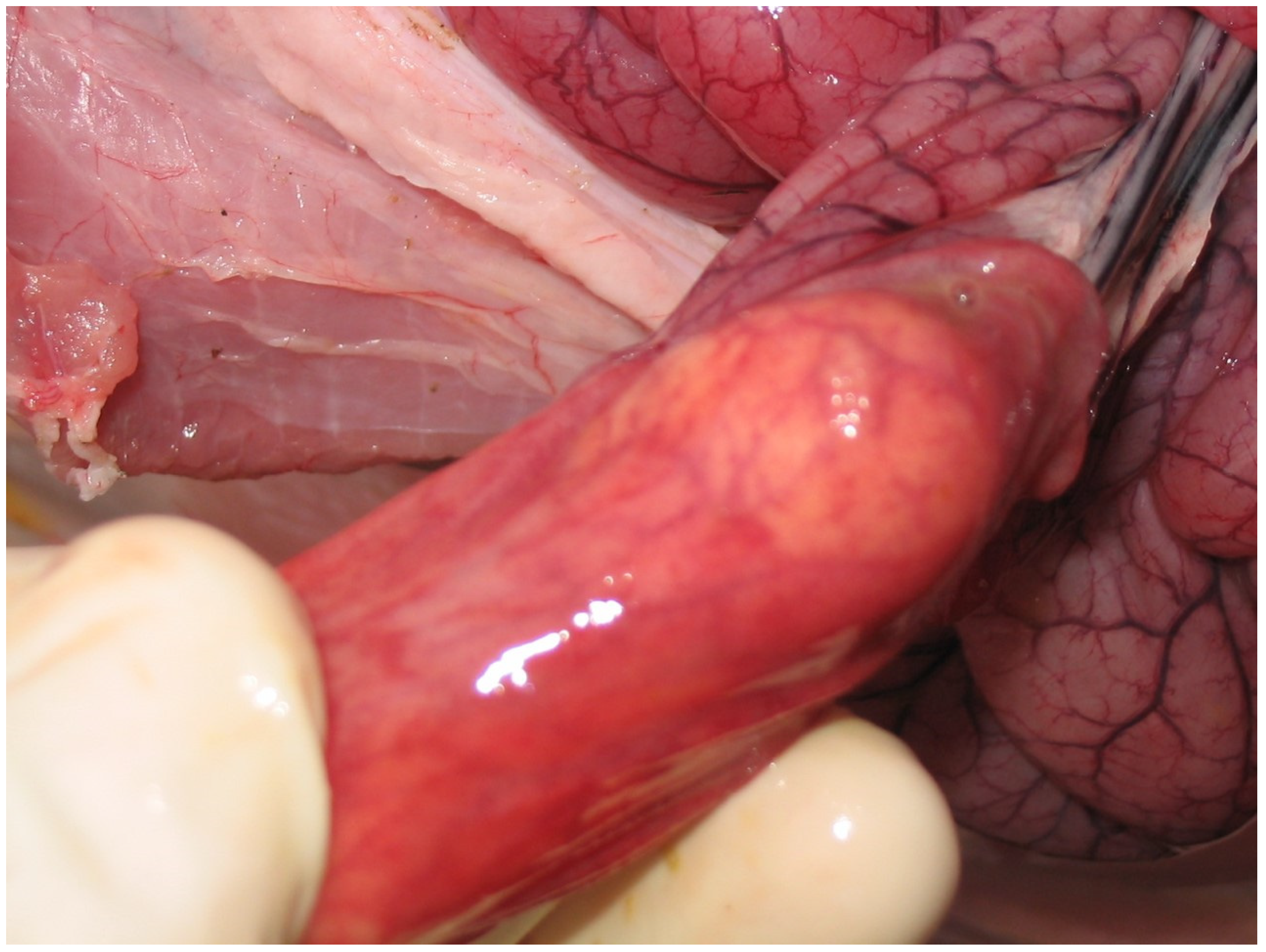 Animals 13 00338 g017