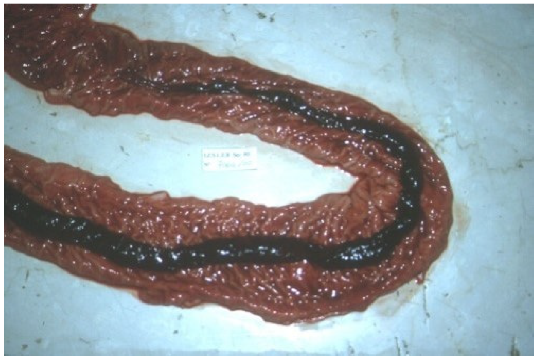 Animals 13 00338 g021