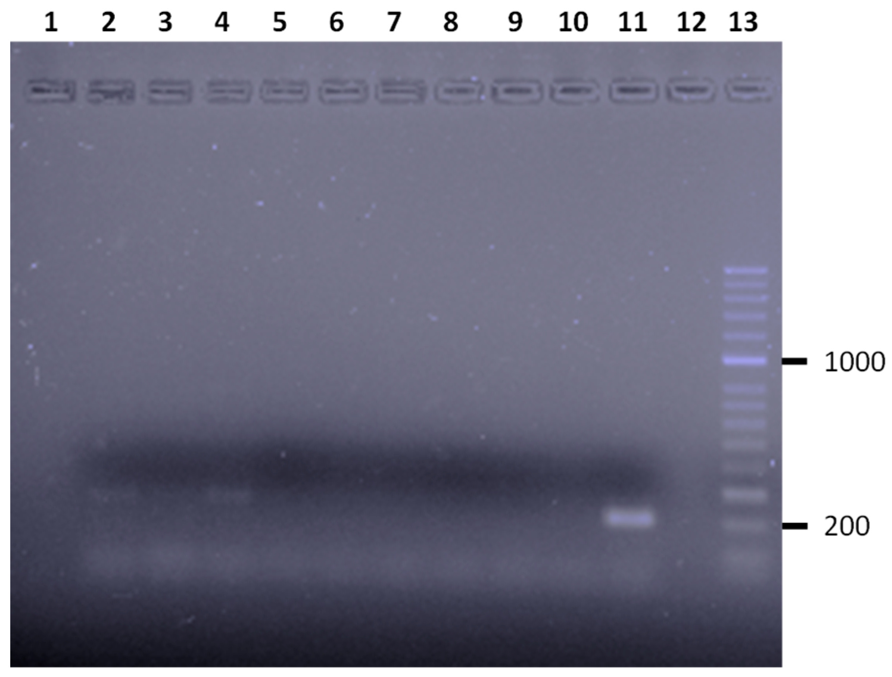 Animals 13 00414 g002