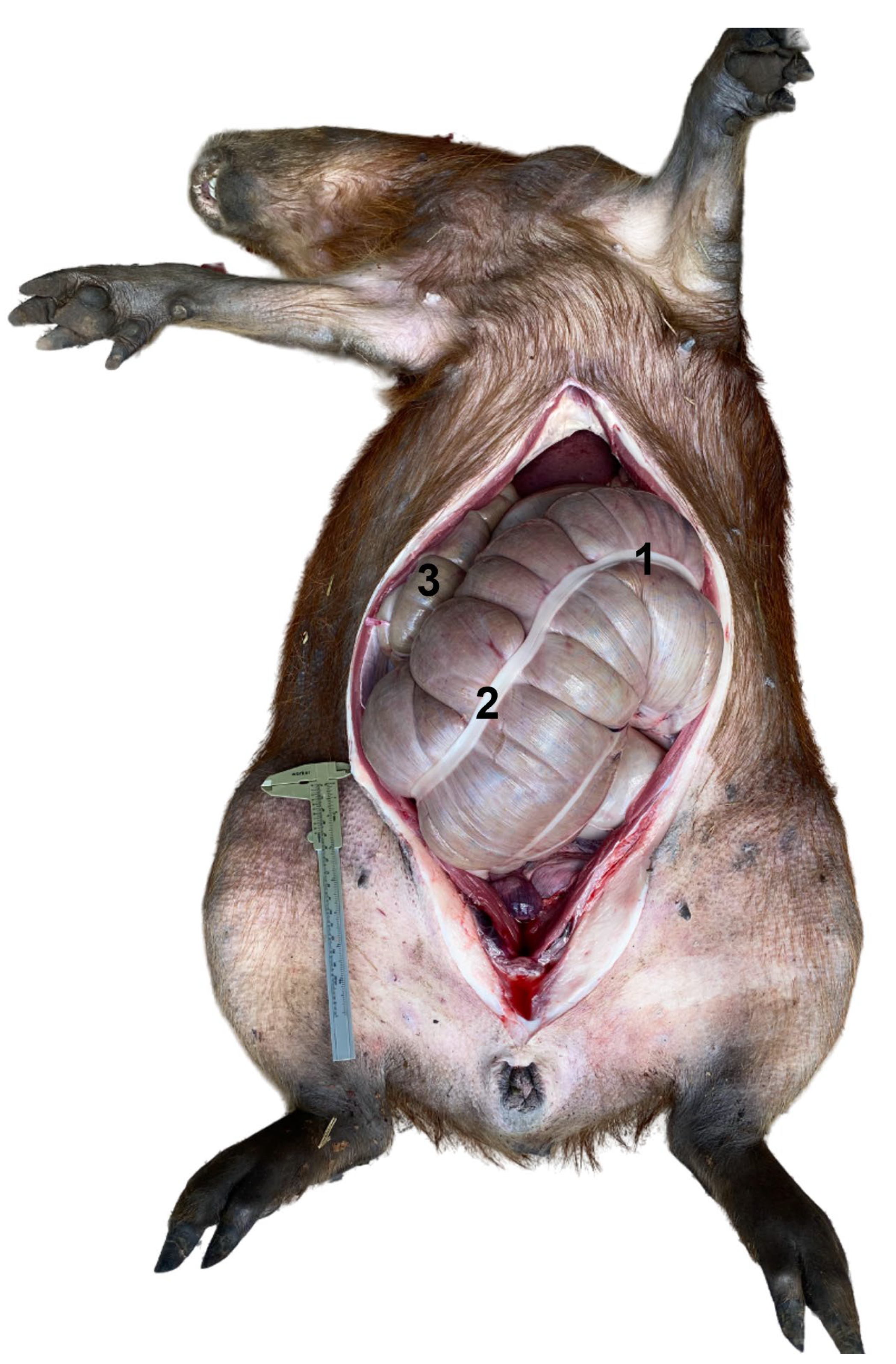 Animals | Free Full-Text | Surgical Anatomy for Sterilization Procedures in  Female Capybaras