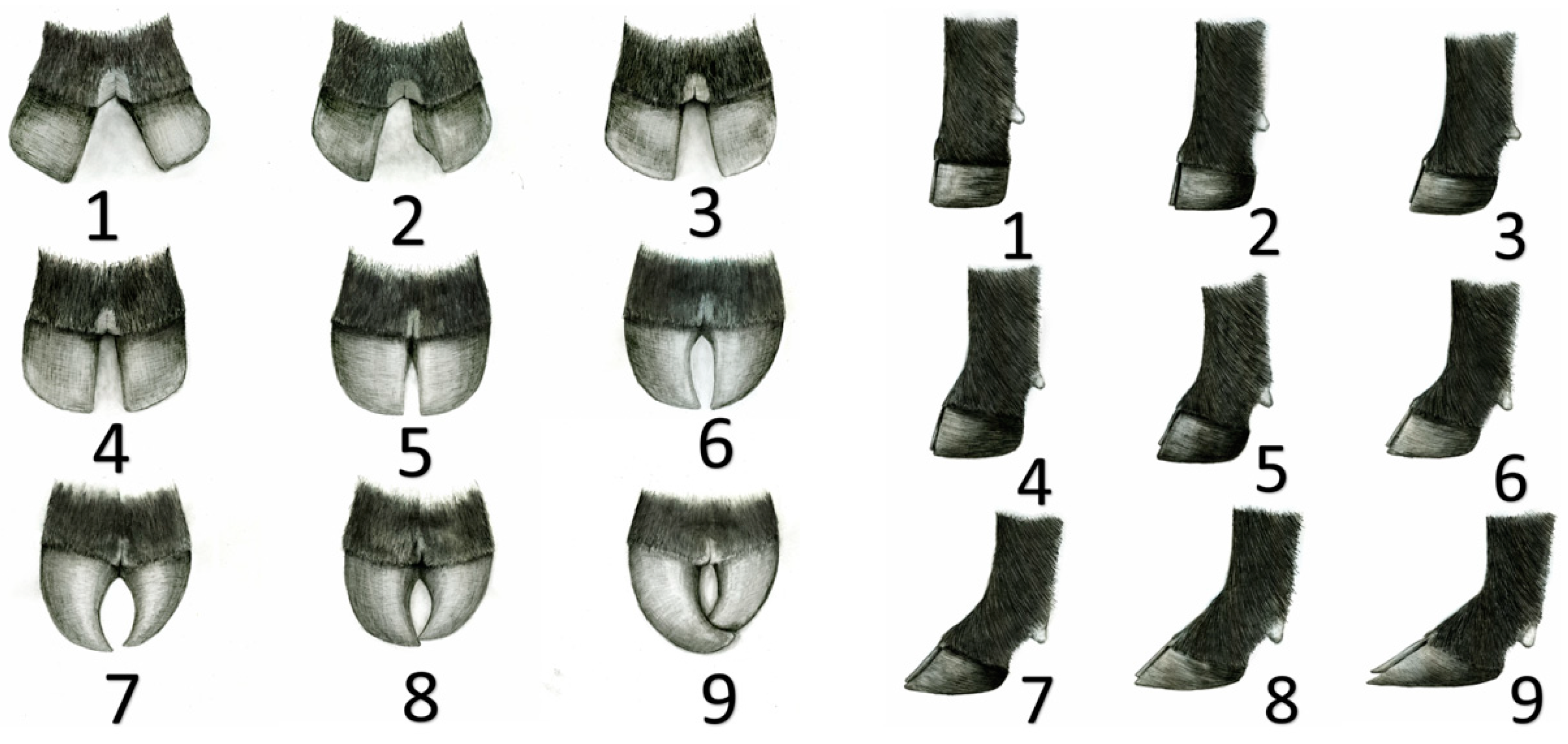 Animals 13 00495 g003 Animals 13 00495 g003