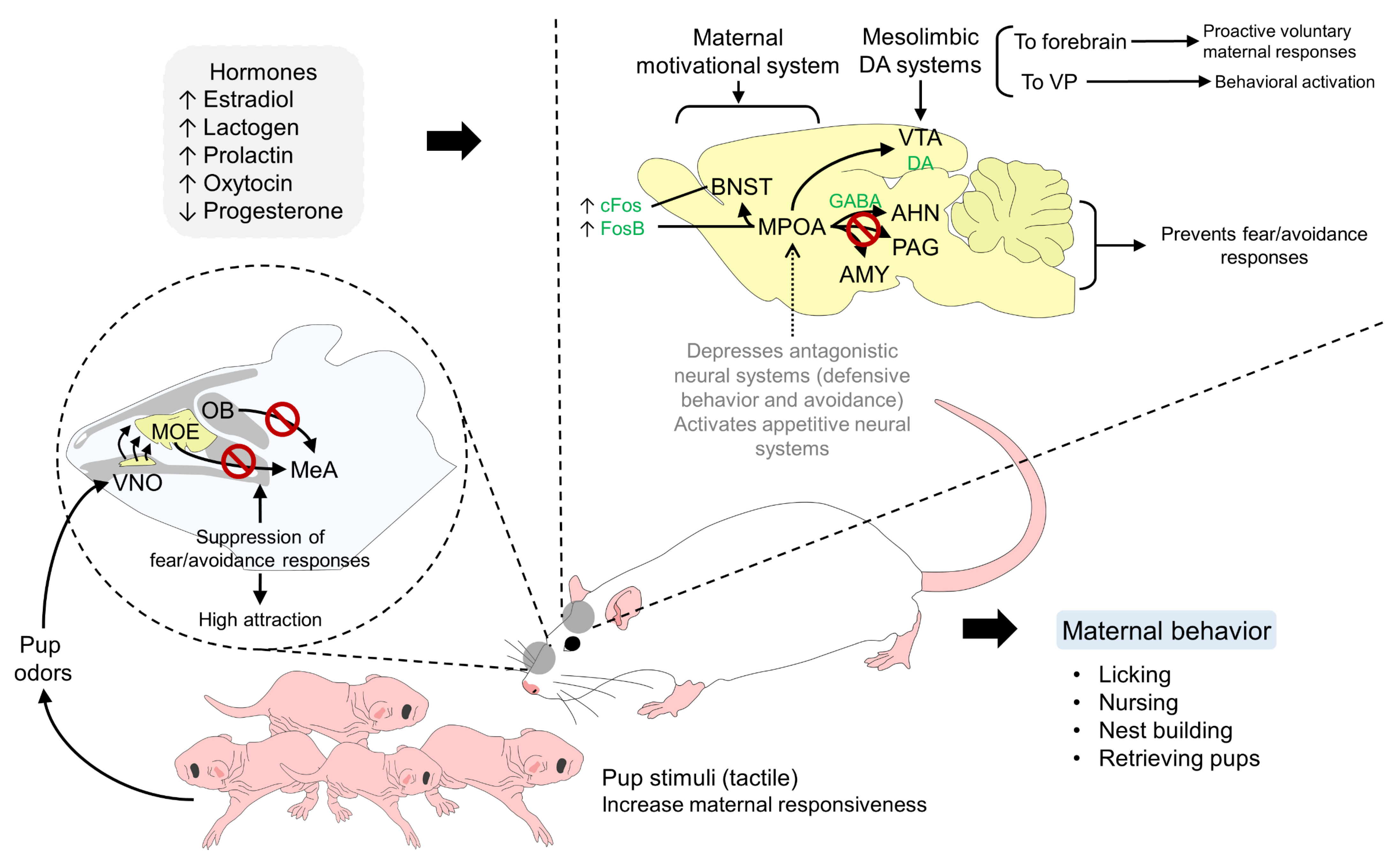 Animals | Free Full-Text | Mother–Young Bonding: Neurobiological ...