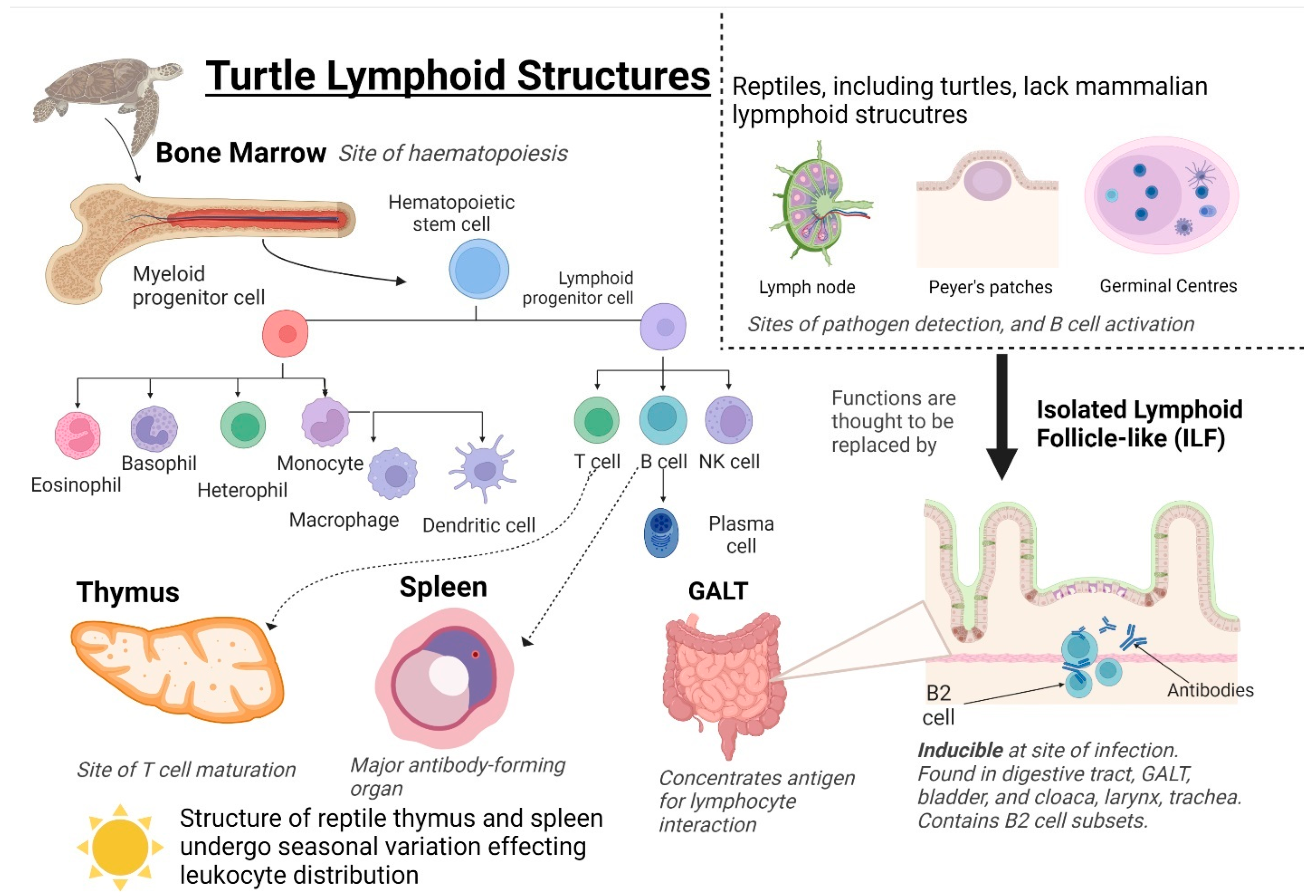 Animals 13 00556 g002 Animals 13 00556 g002