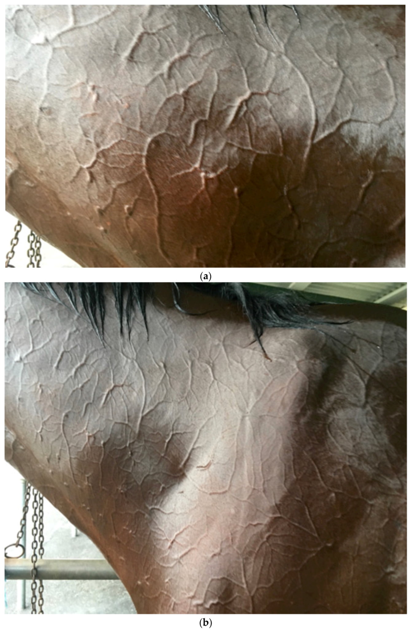 Animals 13 00610 g002 Animals 13 00610 g002