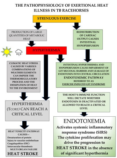  Heat Illnesses