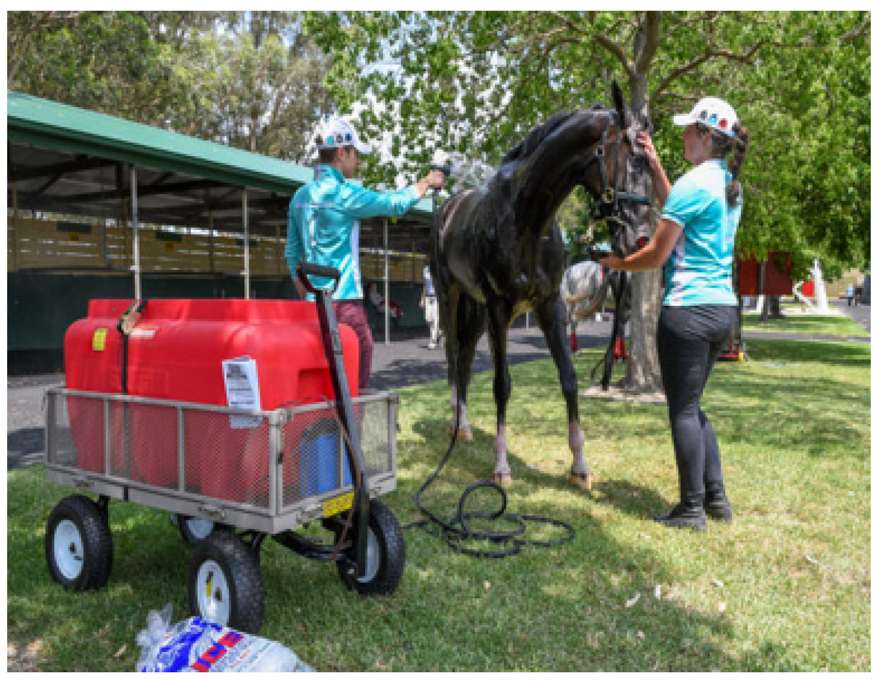 Animals 13 00610 g009 Animals 13 00610 g009