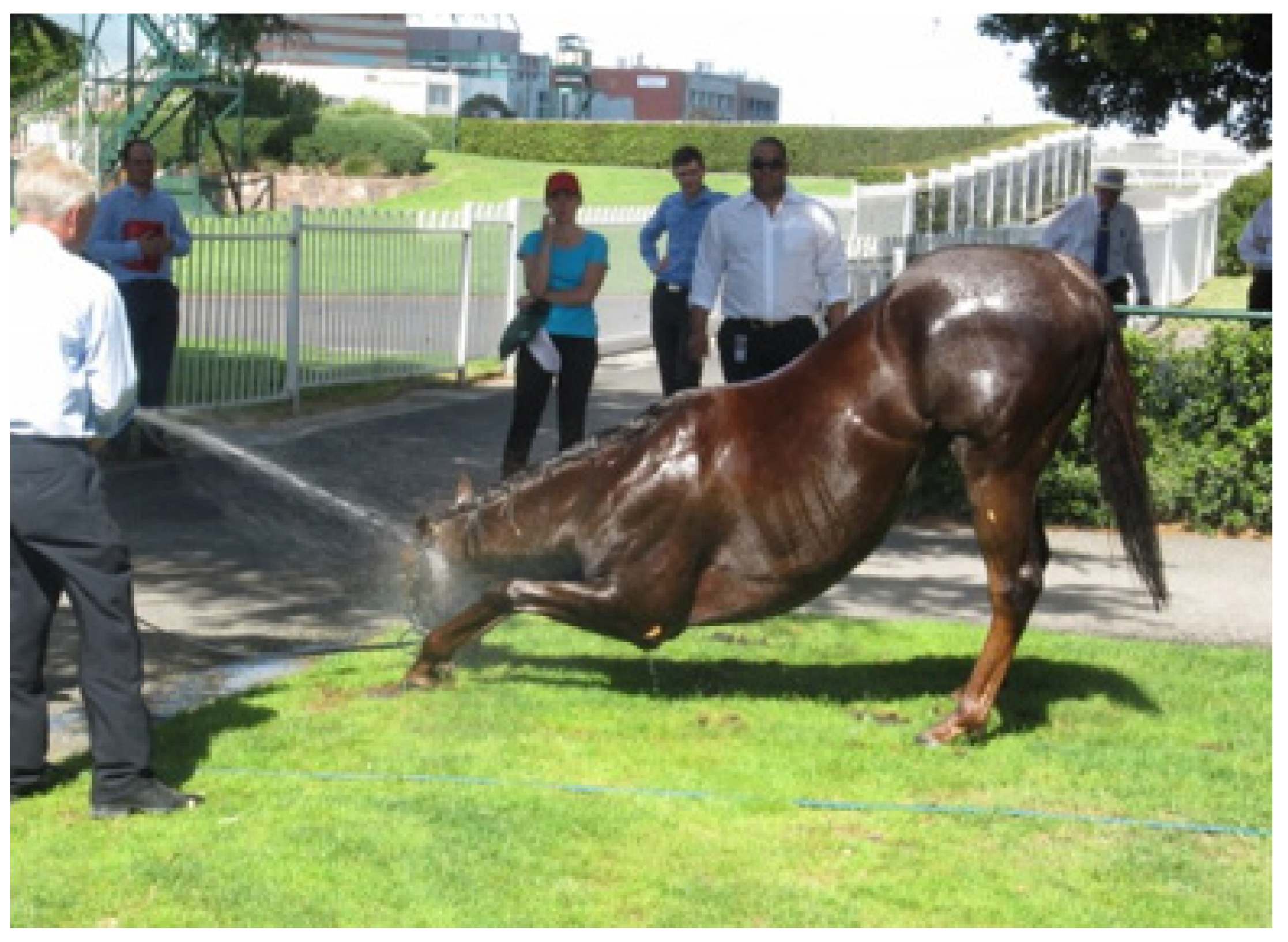 Animals 13 00610 g011 Animals 13 00610 g011