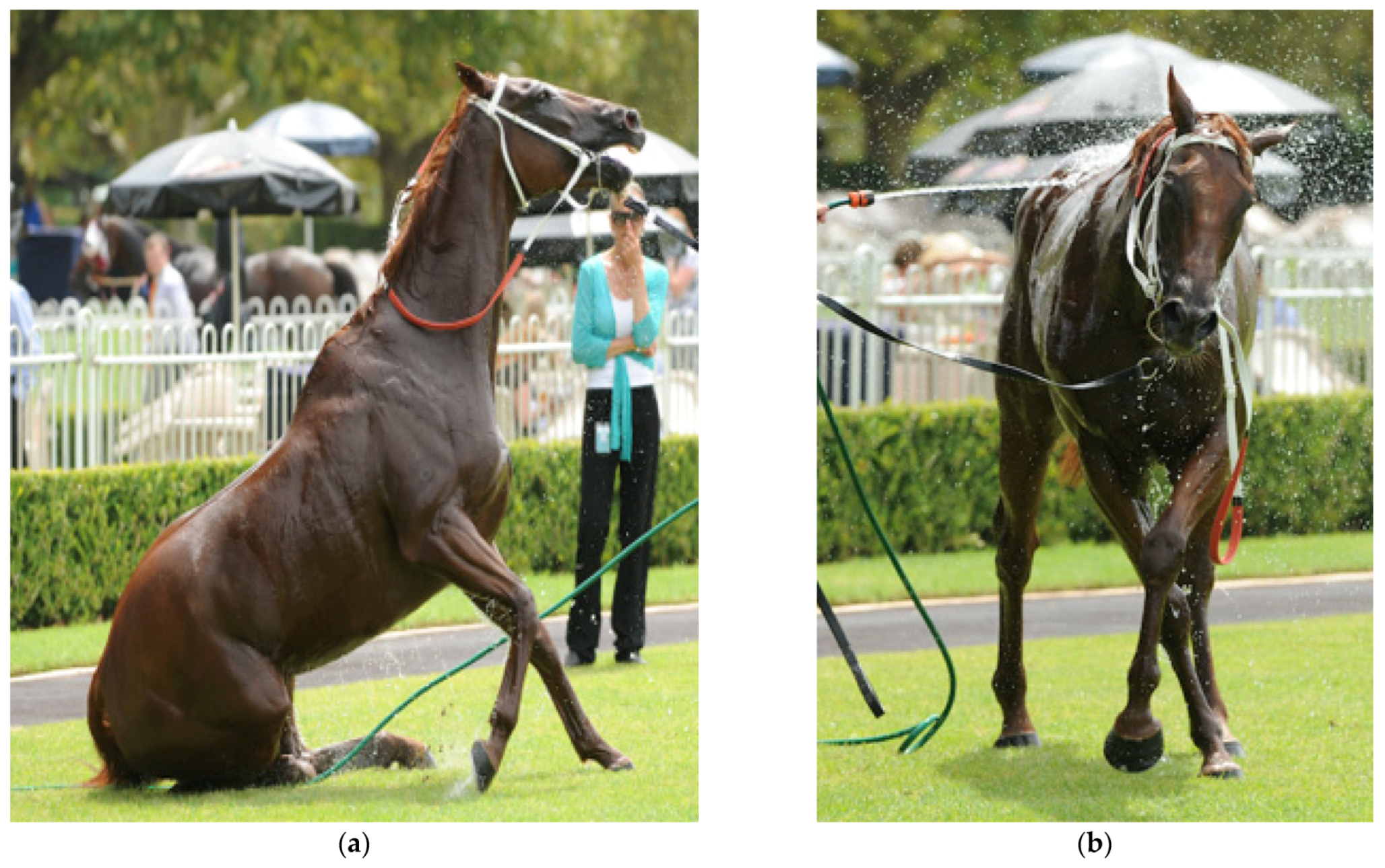 Animals 13 00610 g012a Animals 13 00610 g012a