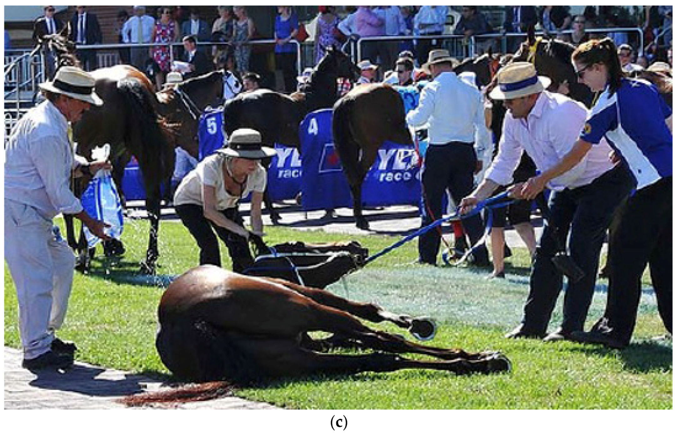 Animals 13 00610 g012b Animals 13 00610 g012b